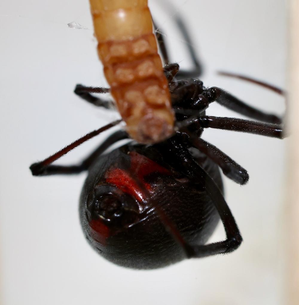 black widow eating a mealworm