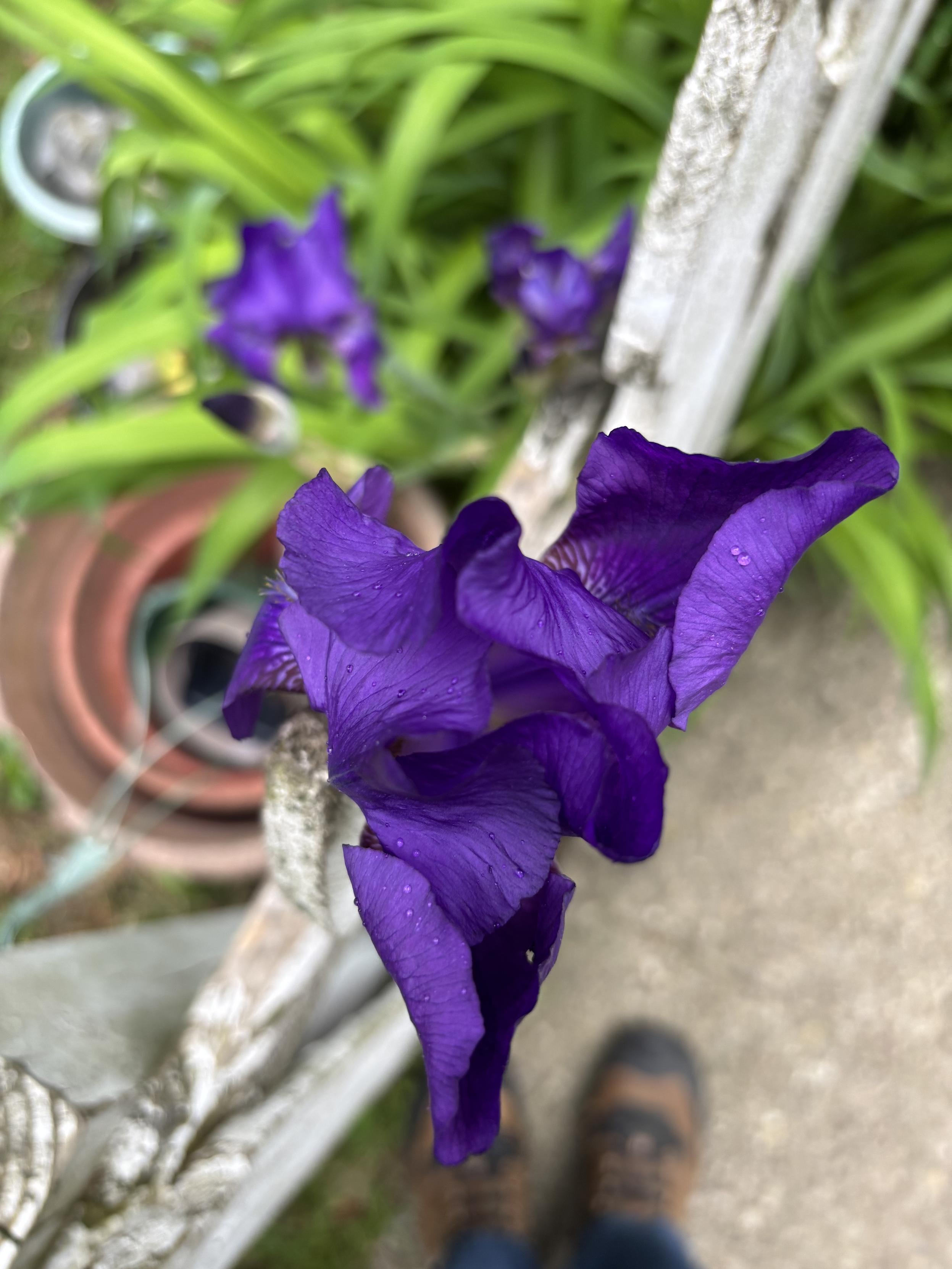 purple flowers
