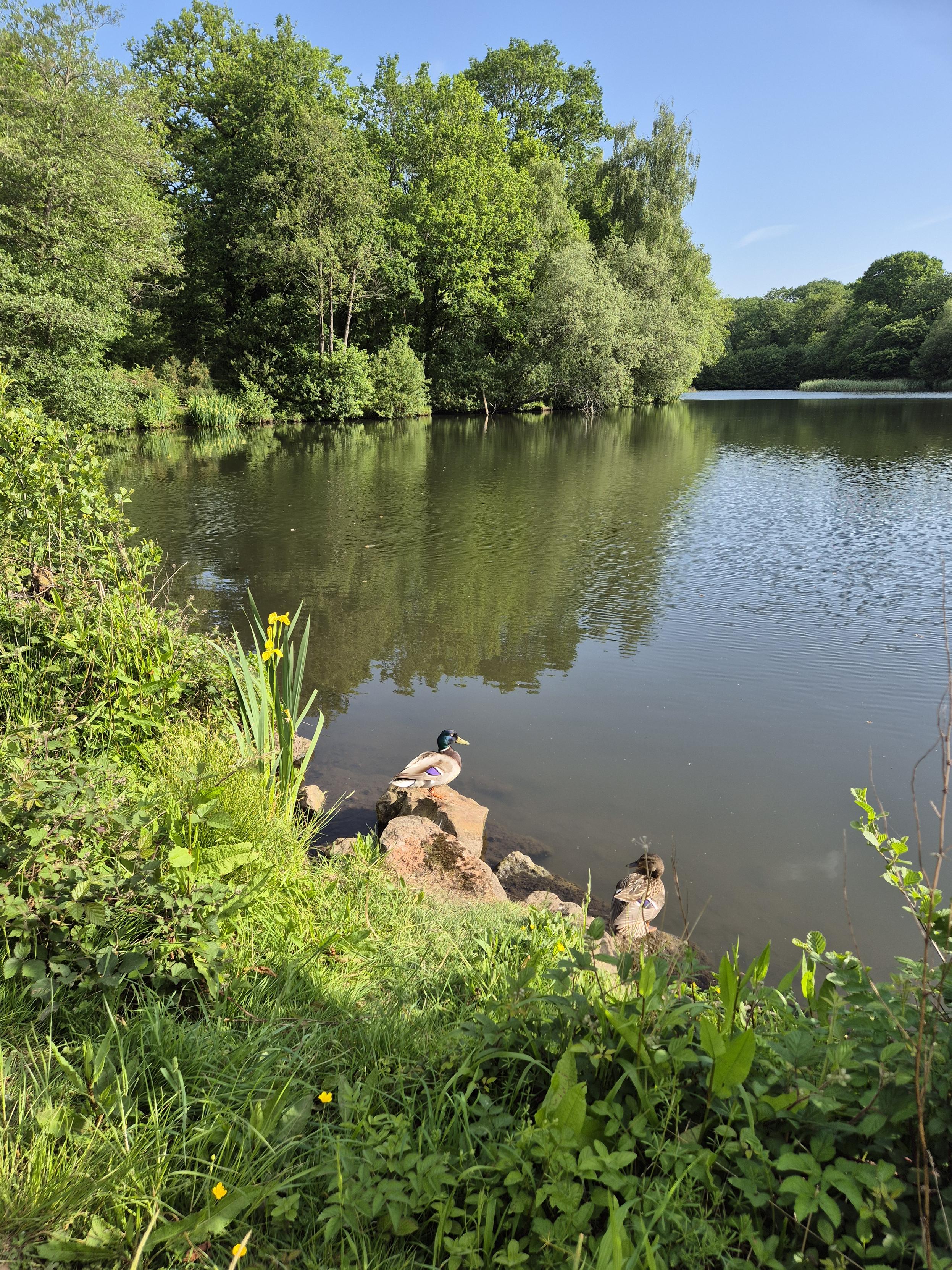 A lovely pair of ducks by a pond, lots of lush greenery.
