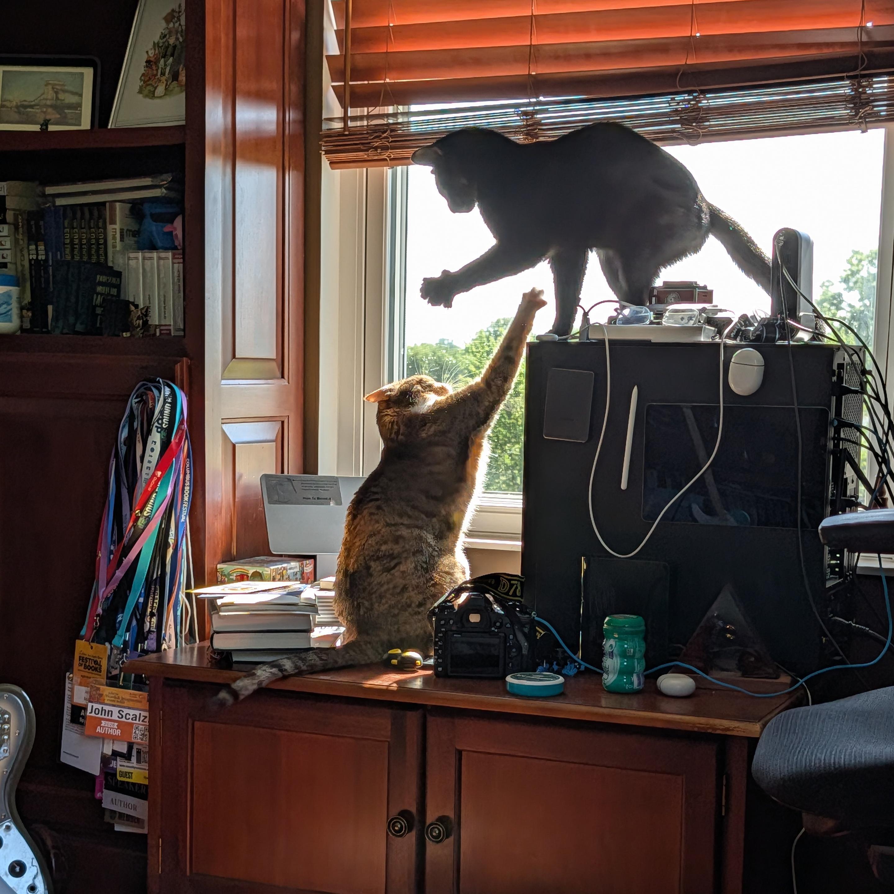 Spice and Saja, paws outstretched, looking like they have both chosen "paper" for the fifteenth time in a row.