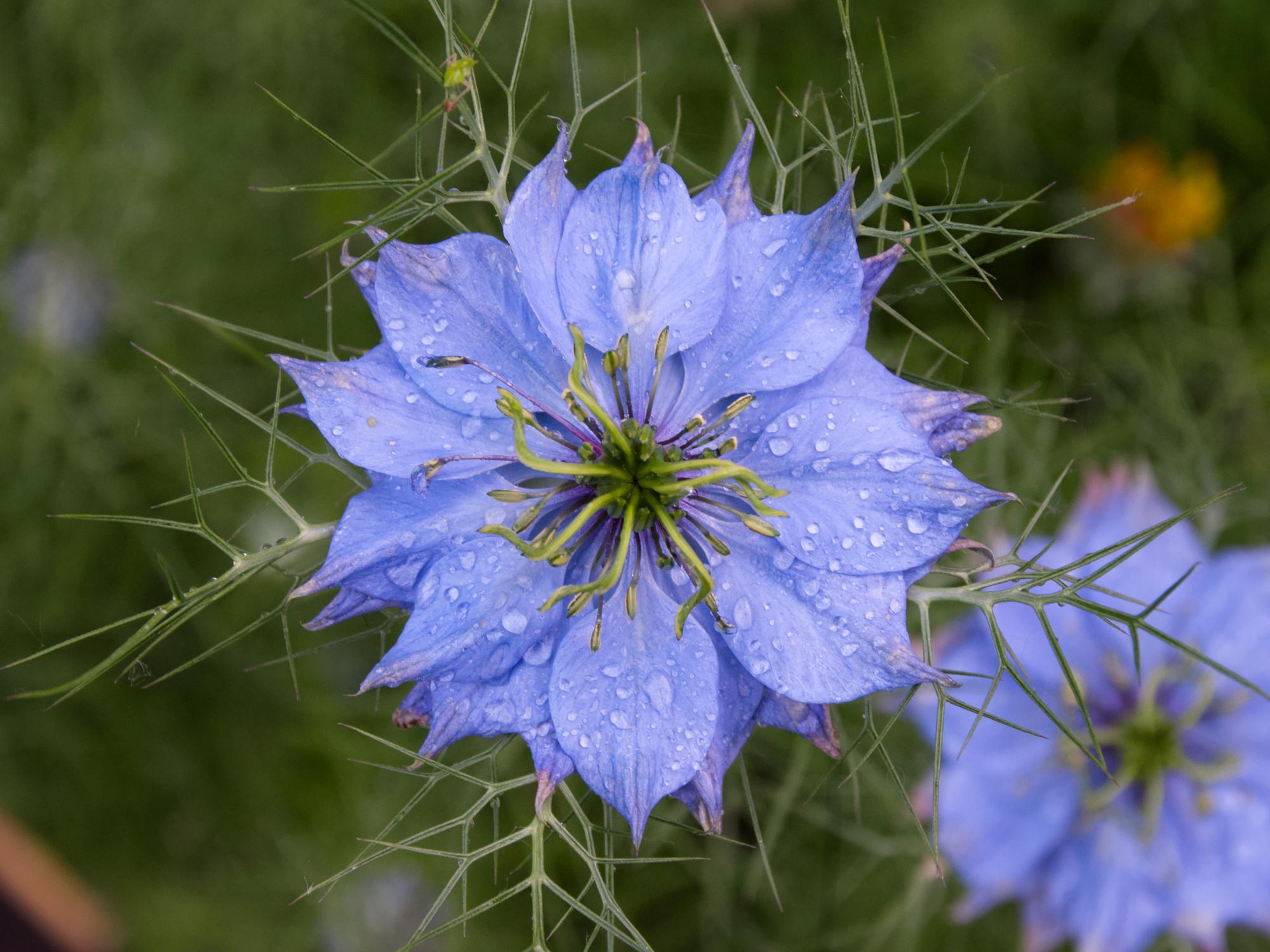 A top-down view of a lavender-coloured nigella blossom. It has overlapping rings of wide petals, with a central spray of green stems, and an array of spiky green foliage below the petals, emerging like solar panels on a space station.