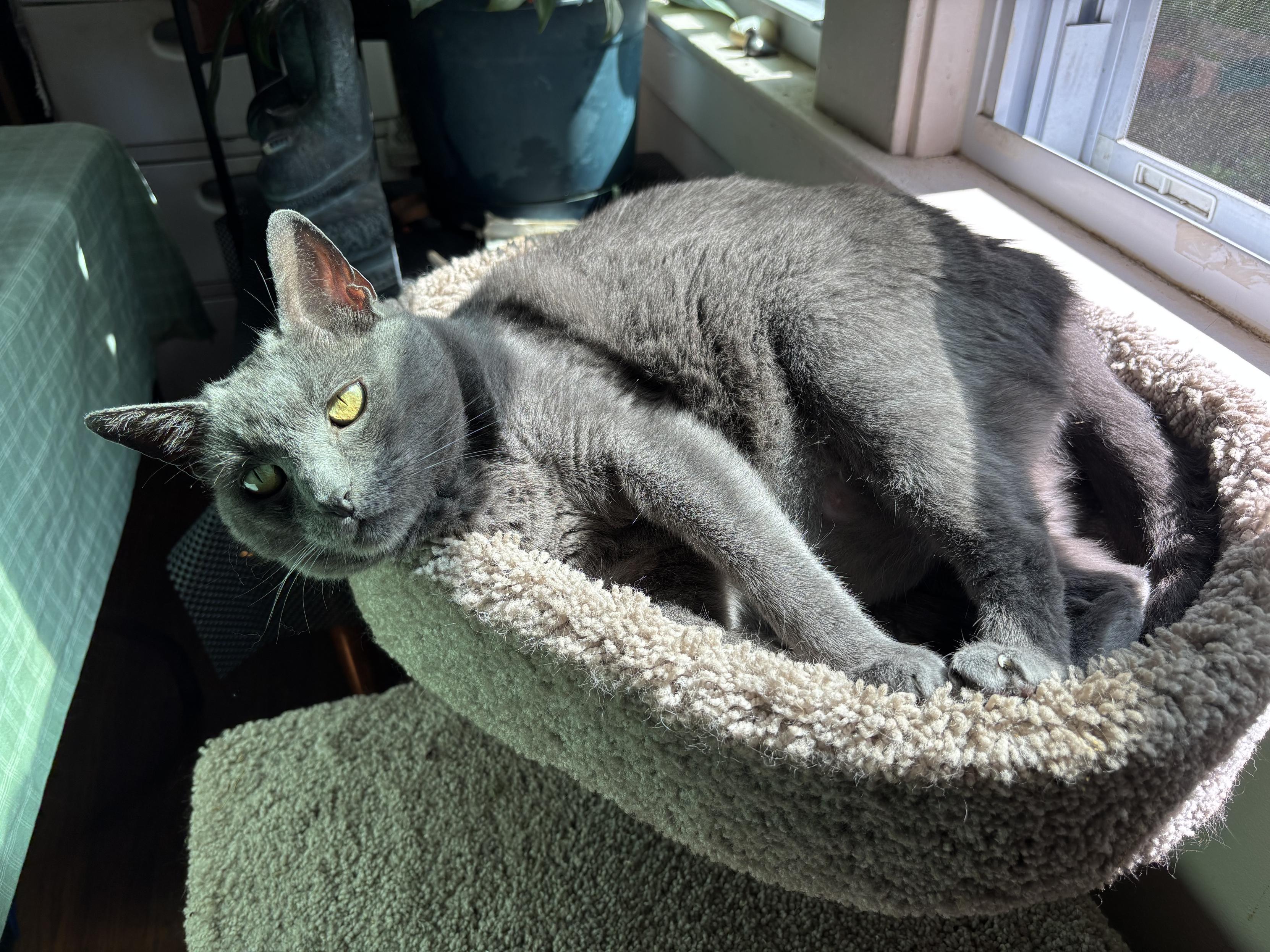 cat lying in sun on cat-tree with slitted eyes