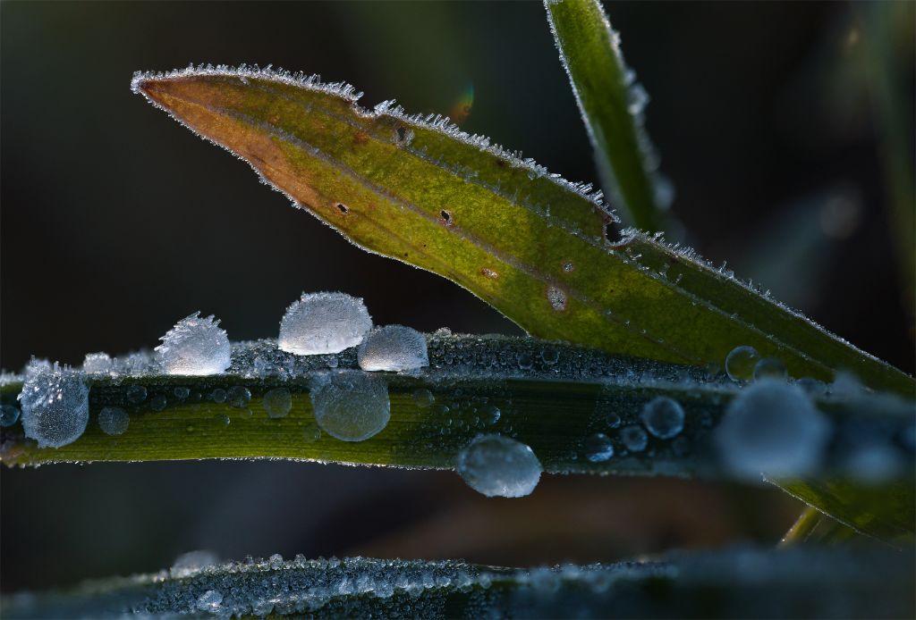 macro photo of some blades of grass against the morning sun. Some of them covered in fat frozen dew drops, refracting sunlight like frosted glasd.