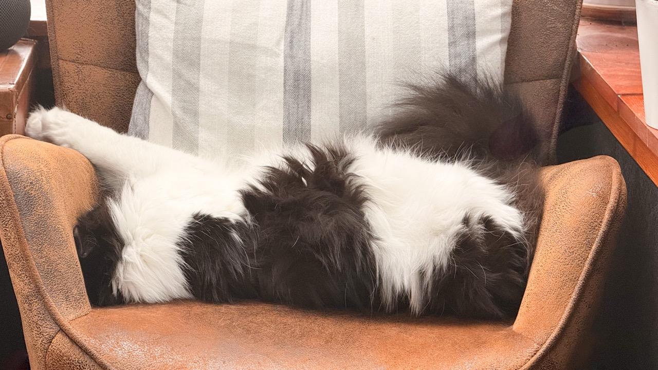 A black and white long haired cat is stretched out sleeping on a chair. It’s not really clear which way up he is, but his belly is maybe on the top. Who knows.