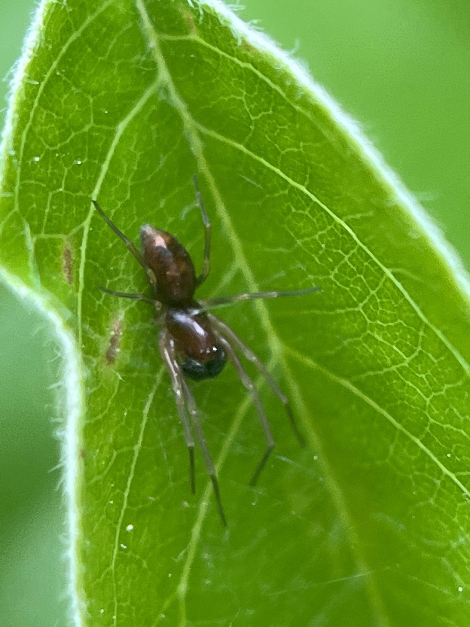 dwarf spider