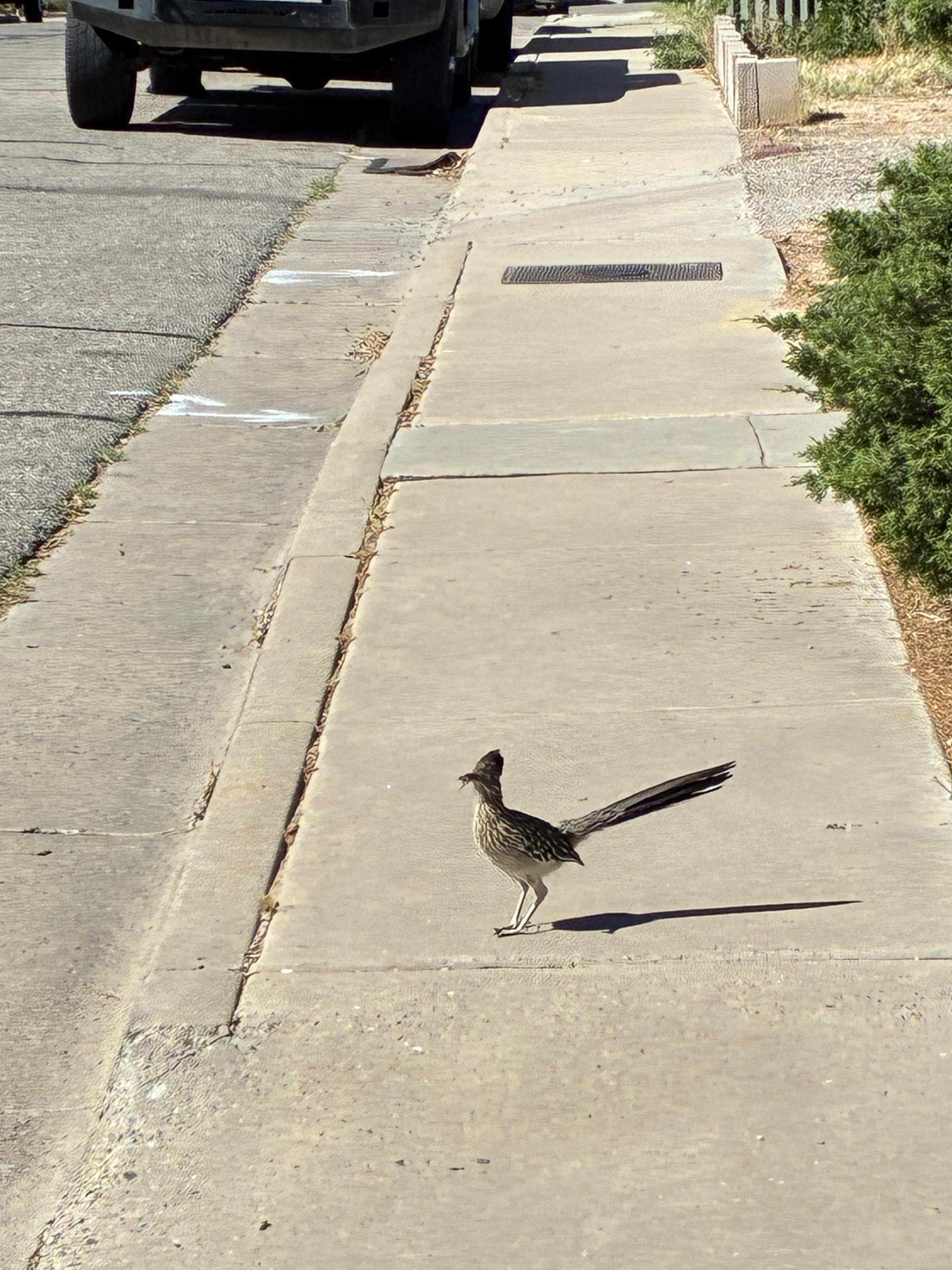 Young roadrunner giving me the evil eye on my walk yesterday