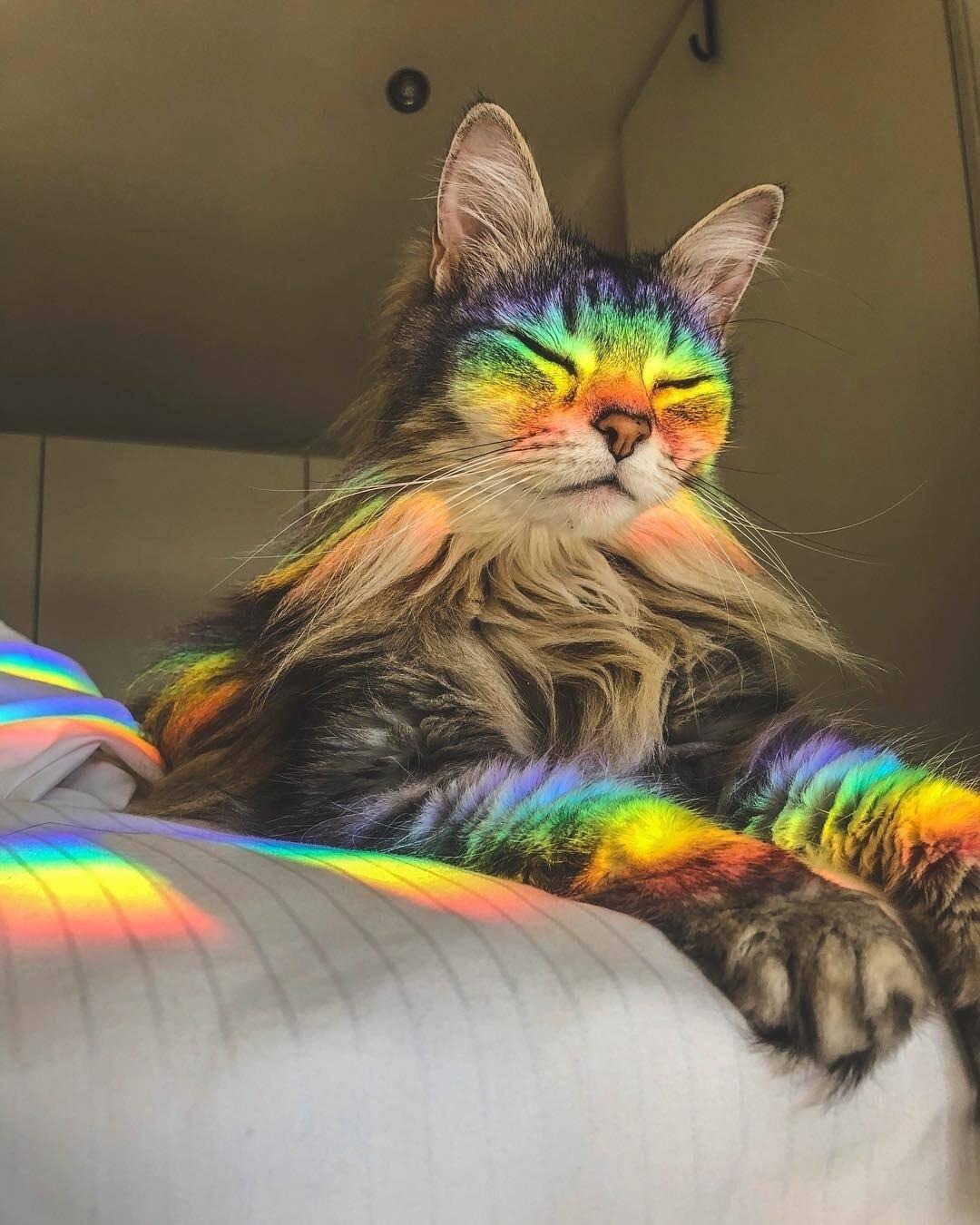 tabby kitty basking in the glorious rainbow light from the sun