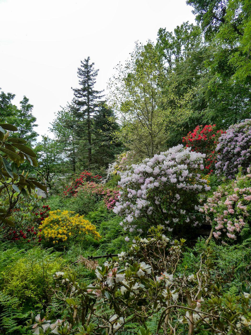 Rhododendrons and azaleas in a riot of colours, white, red, yellow, purple, surrounded by tall green trees and even taller conifers.