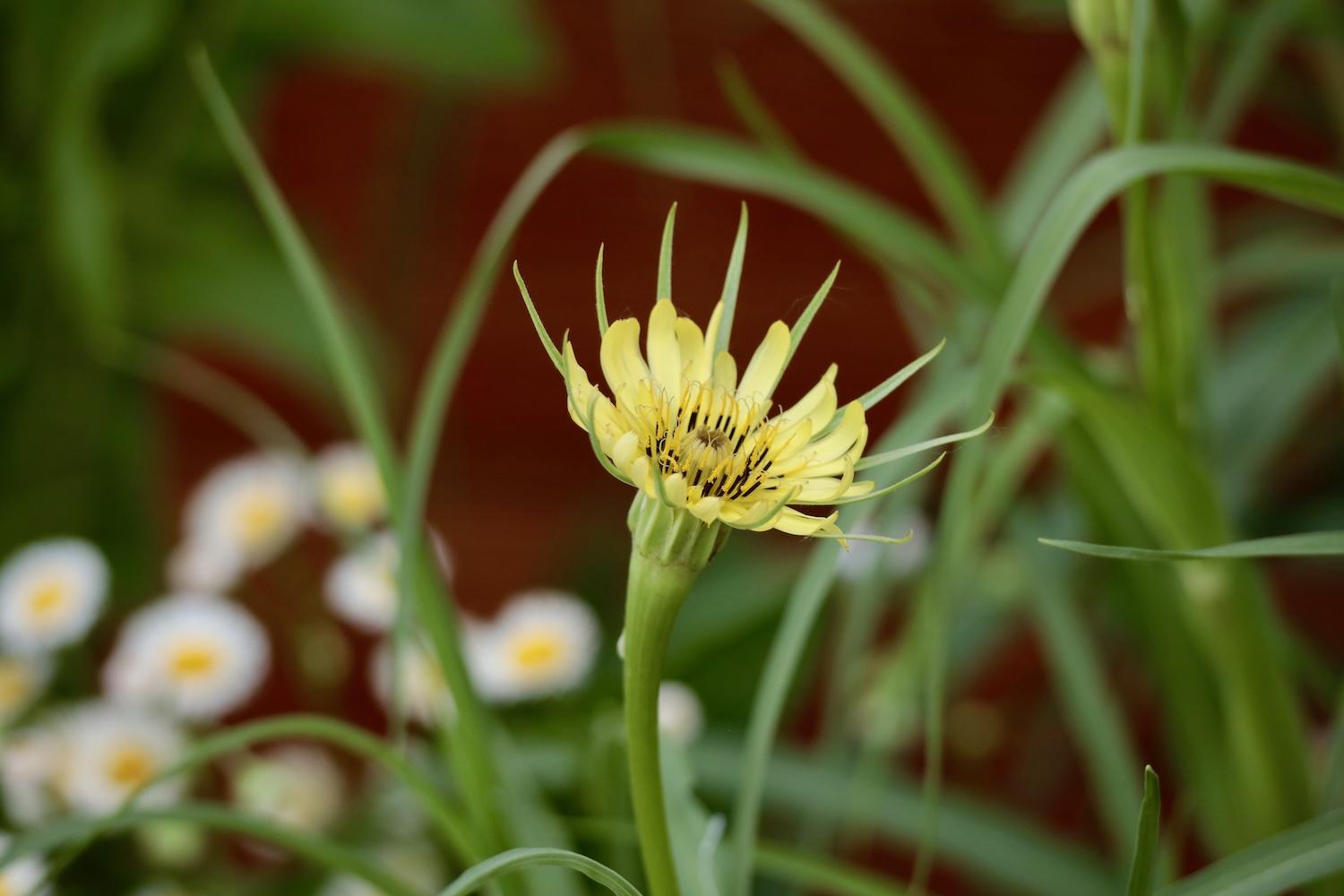 yellow salsify