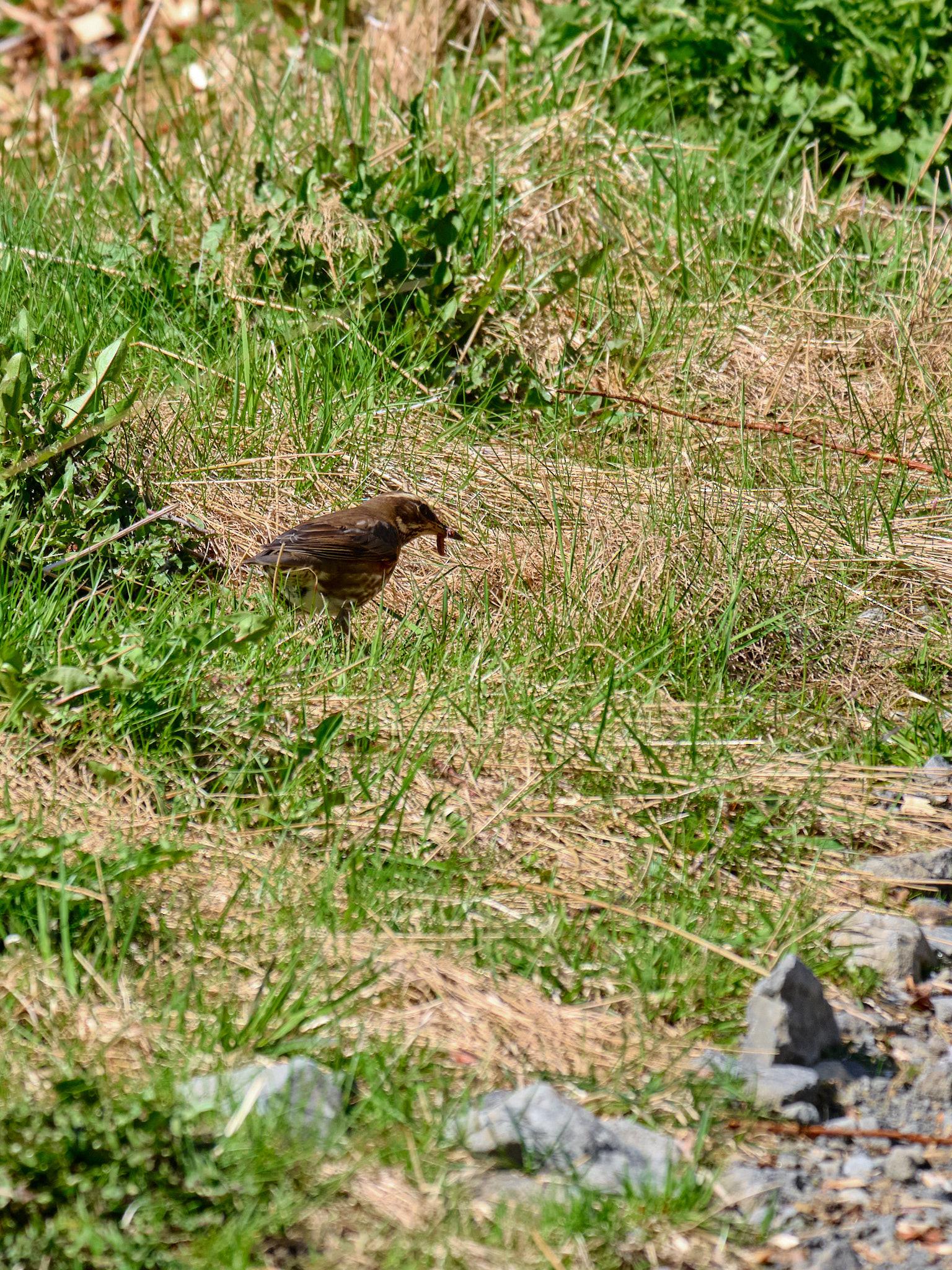 A redwing, a small orange-brown bird with a bit of red on its wings, stands by a path with a worm in its beak.