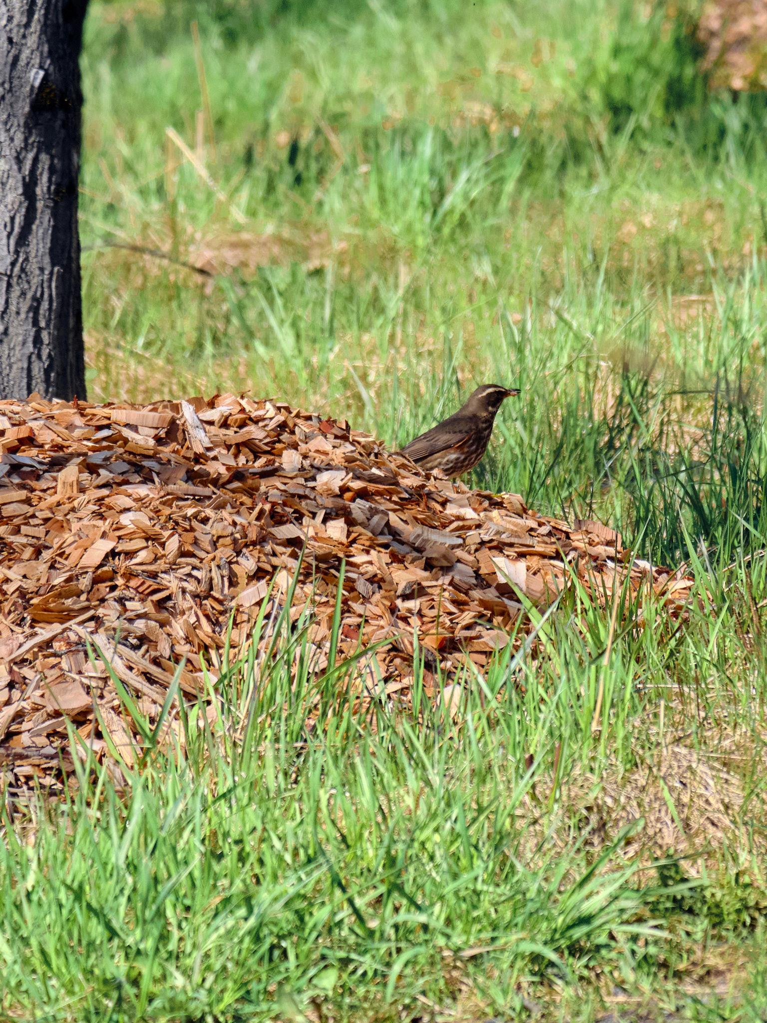 That same redwing on a pile of wood chips with a grub or small insect in its mouth.