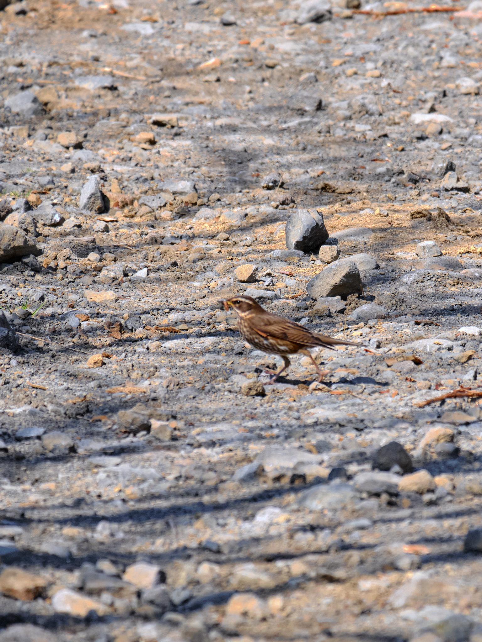 A motion-blurred redwing running across gravel with an insect in its mouth.