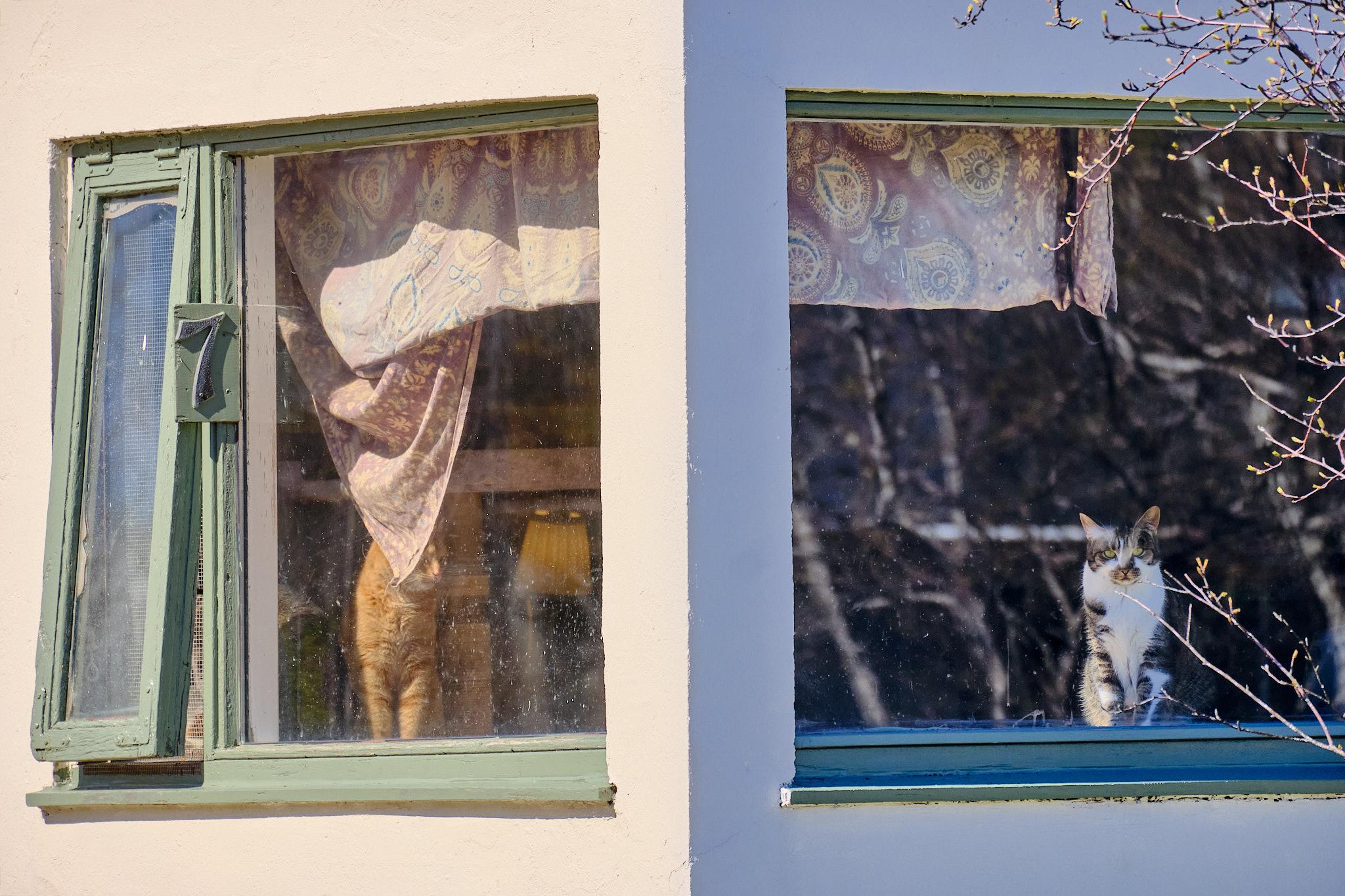 The corner window at the local cat shelter. On the left side is a distracted ginger cat. On the right side is a very serious looking grey and white tabby