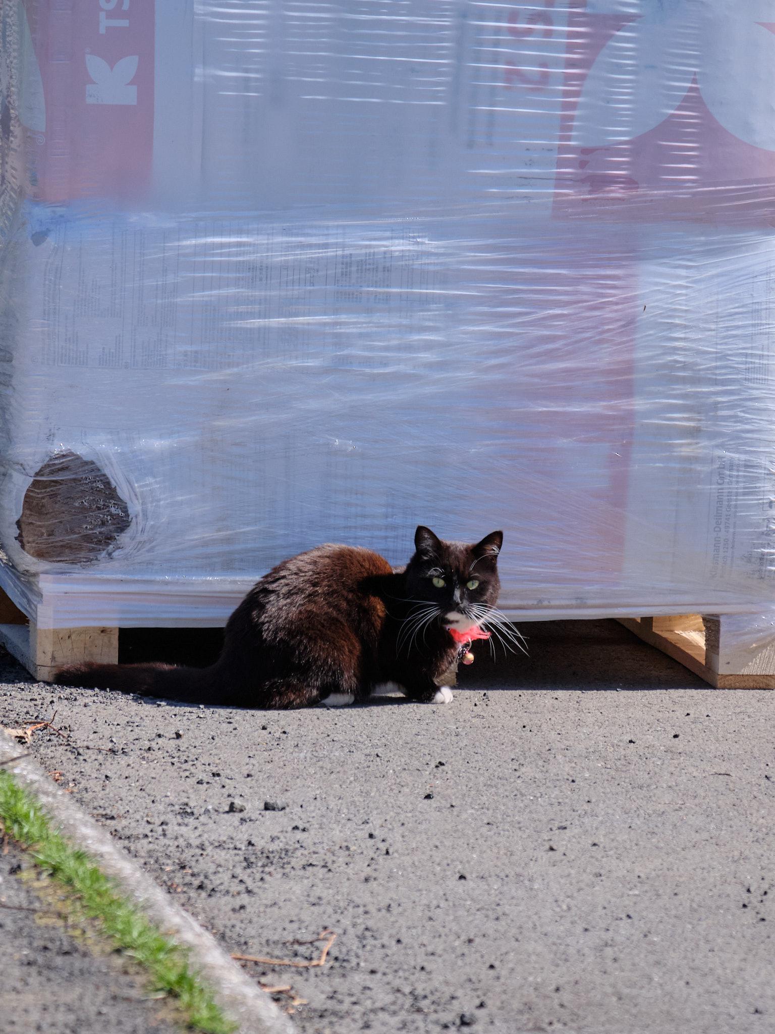 A black and white cat by a pallet.