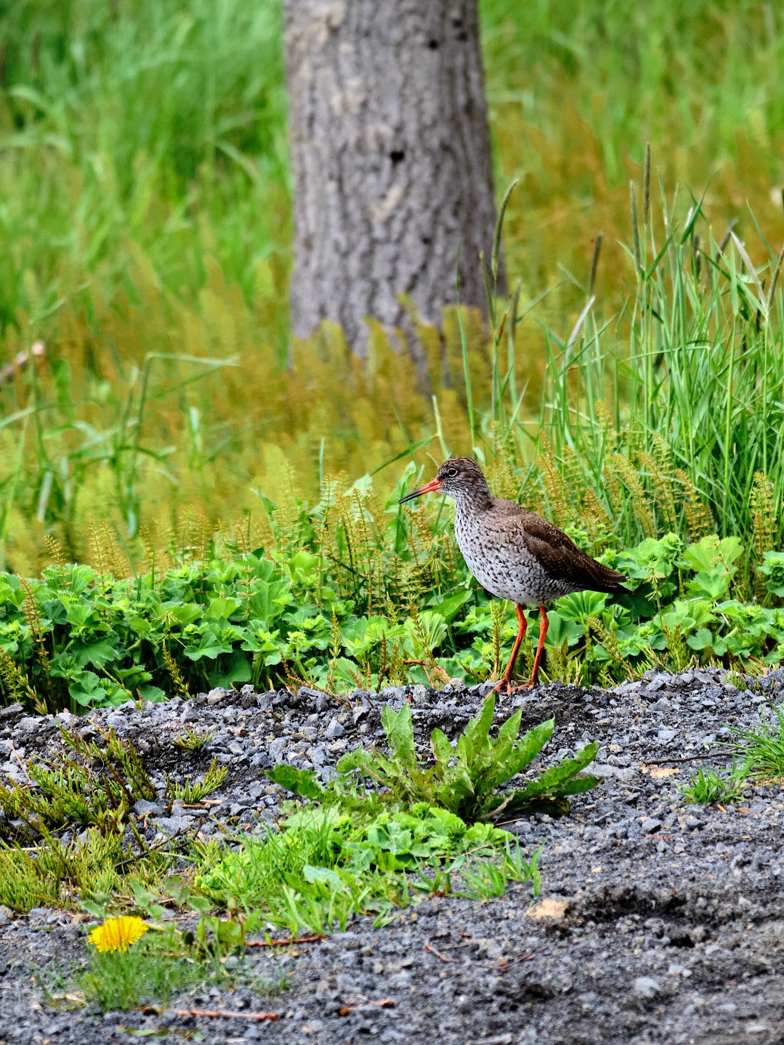 A small bird with a two-coloured beak staring down the photographer while near some grass
