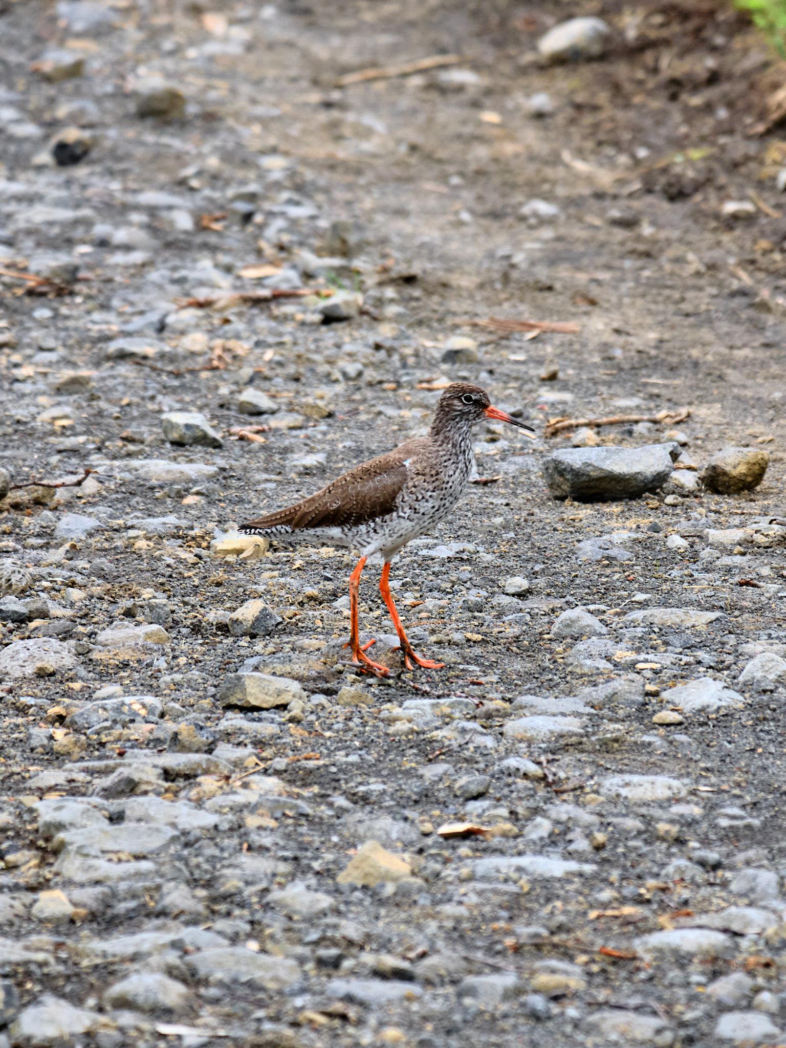 That same bird staring down the photographer while on a gravel path