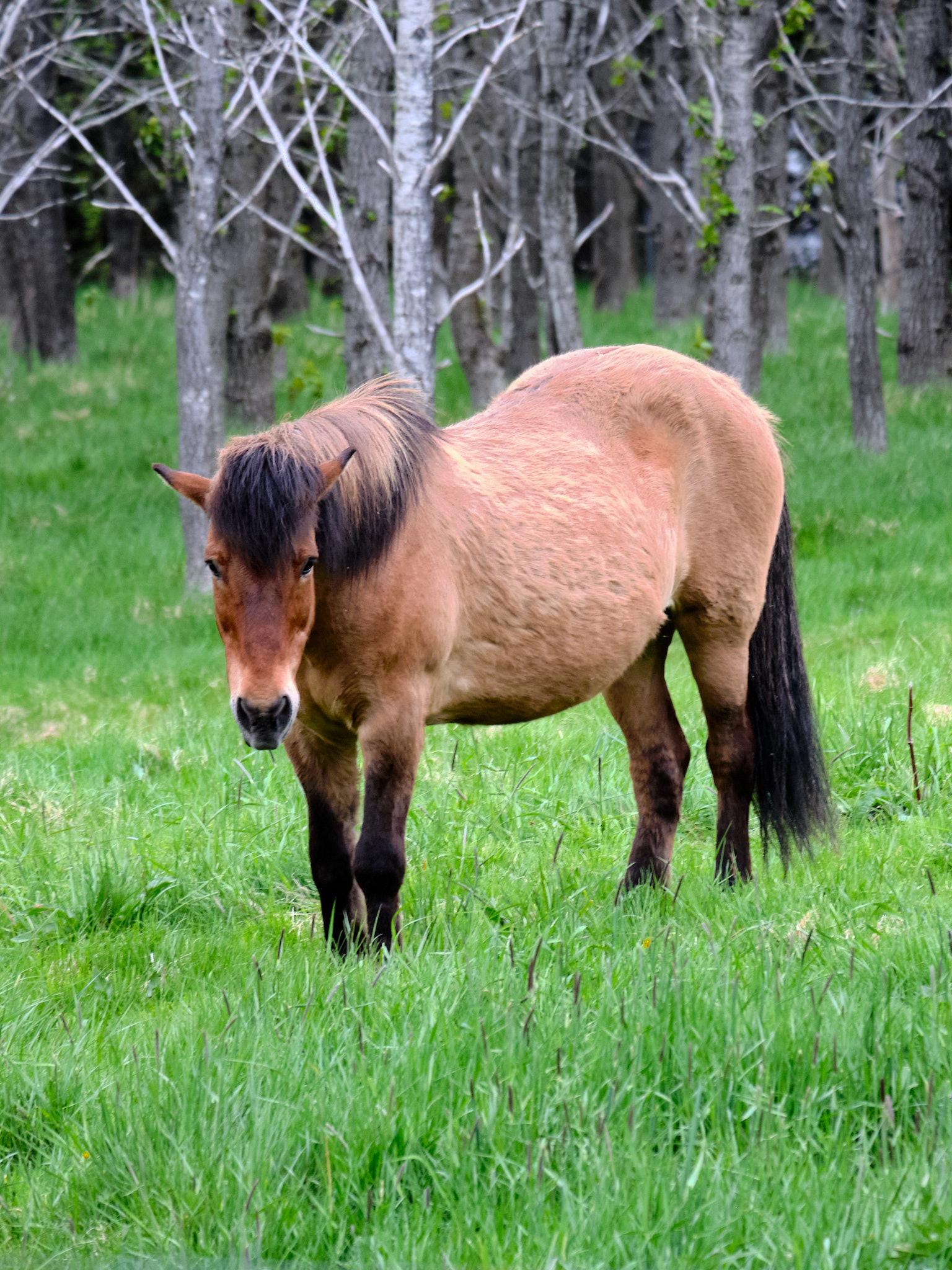 Horse in a field. Behind it is a line of trees.
