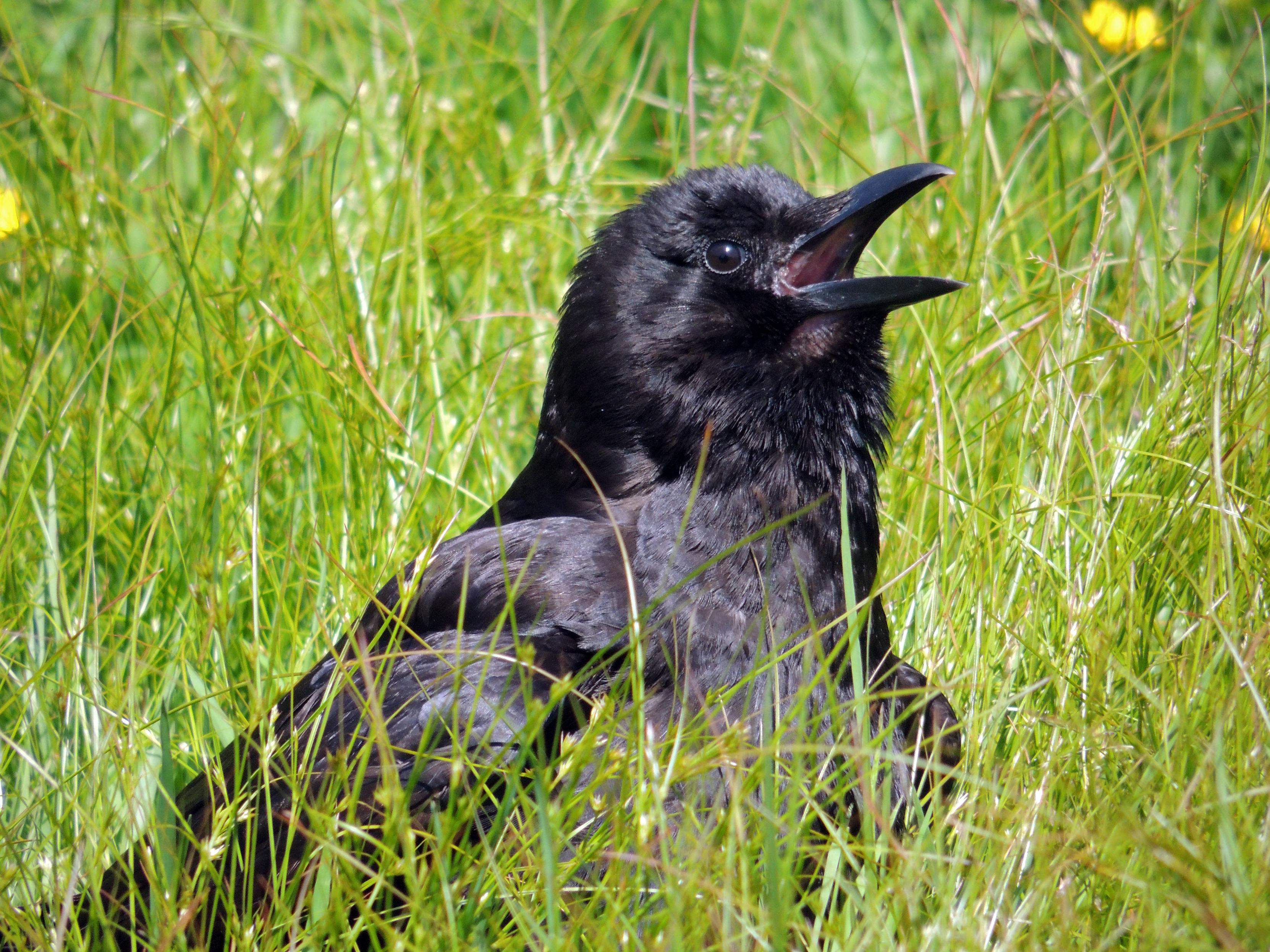 A fledgling crow with beak open sun bathes in long grass. With birds, sun bathing is known to have physiological benefits beyond temperature regulation.