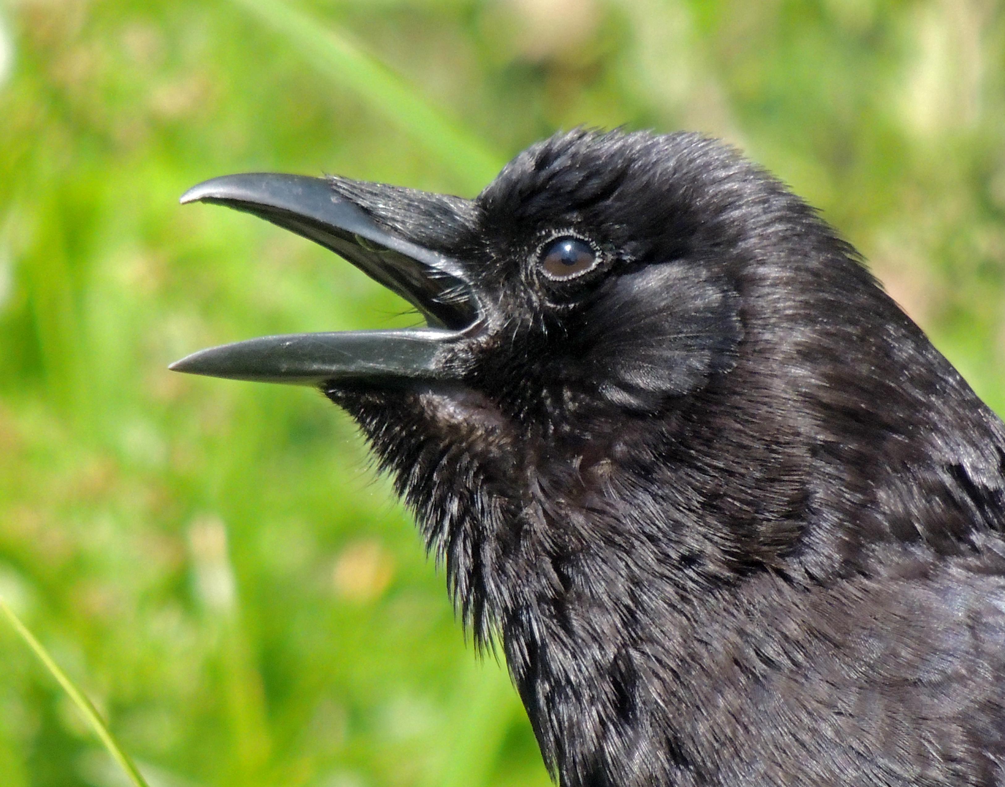 Another crow beak open in sun shine. Bacteria and mites are literally cooking off the crows black feathers.