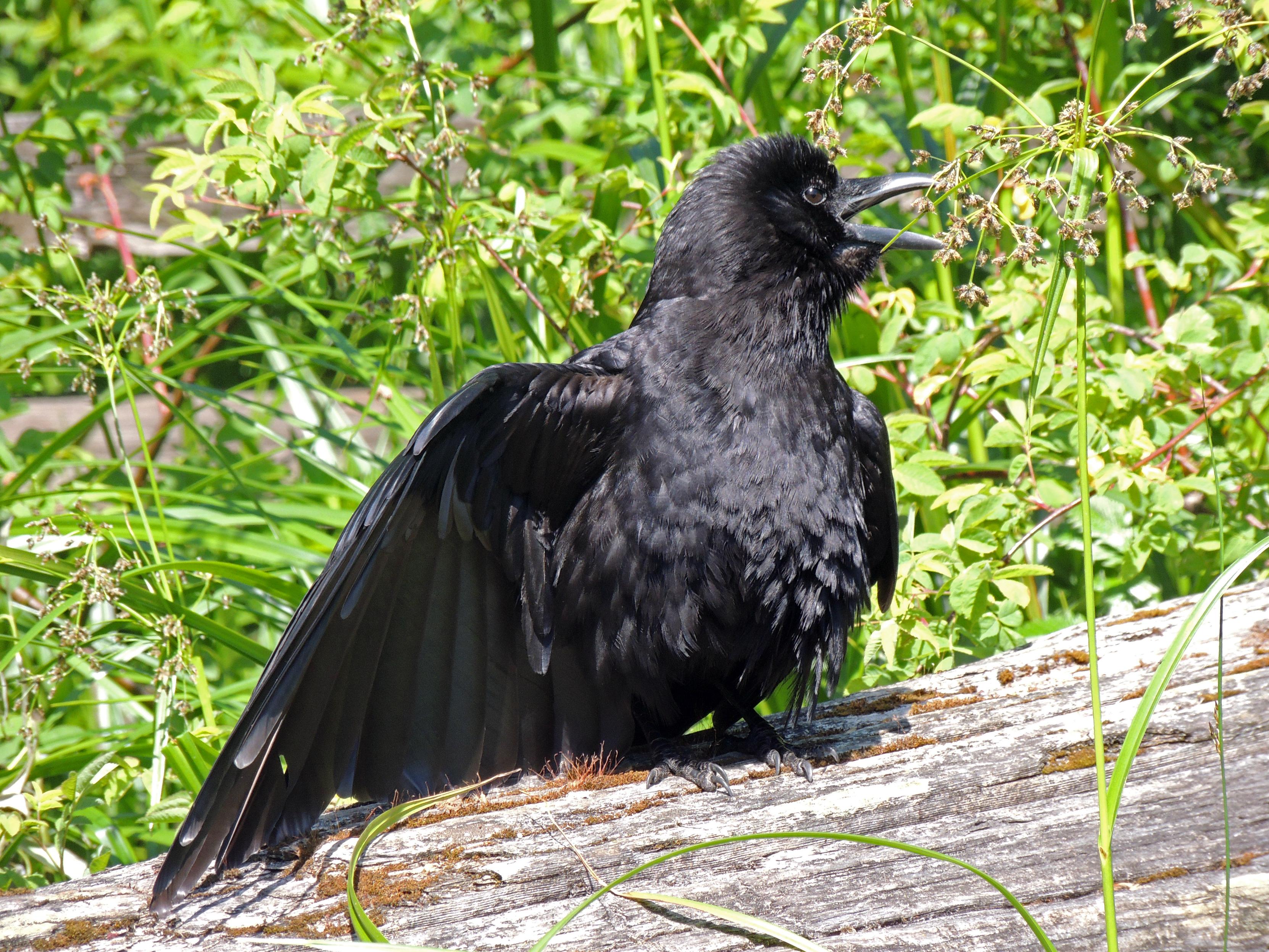 A fledgling crow sun bathes on a log with one wing open. Sun bathing is known to prevent feather degradation, release oils for preening, relieve molt discomfort and plain feel good.