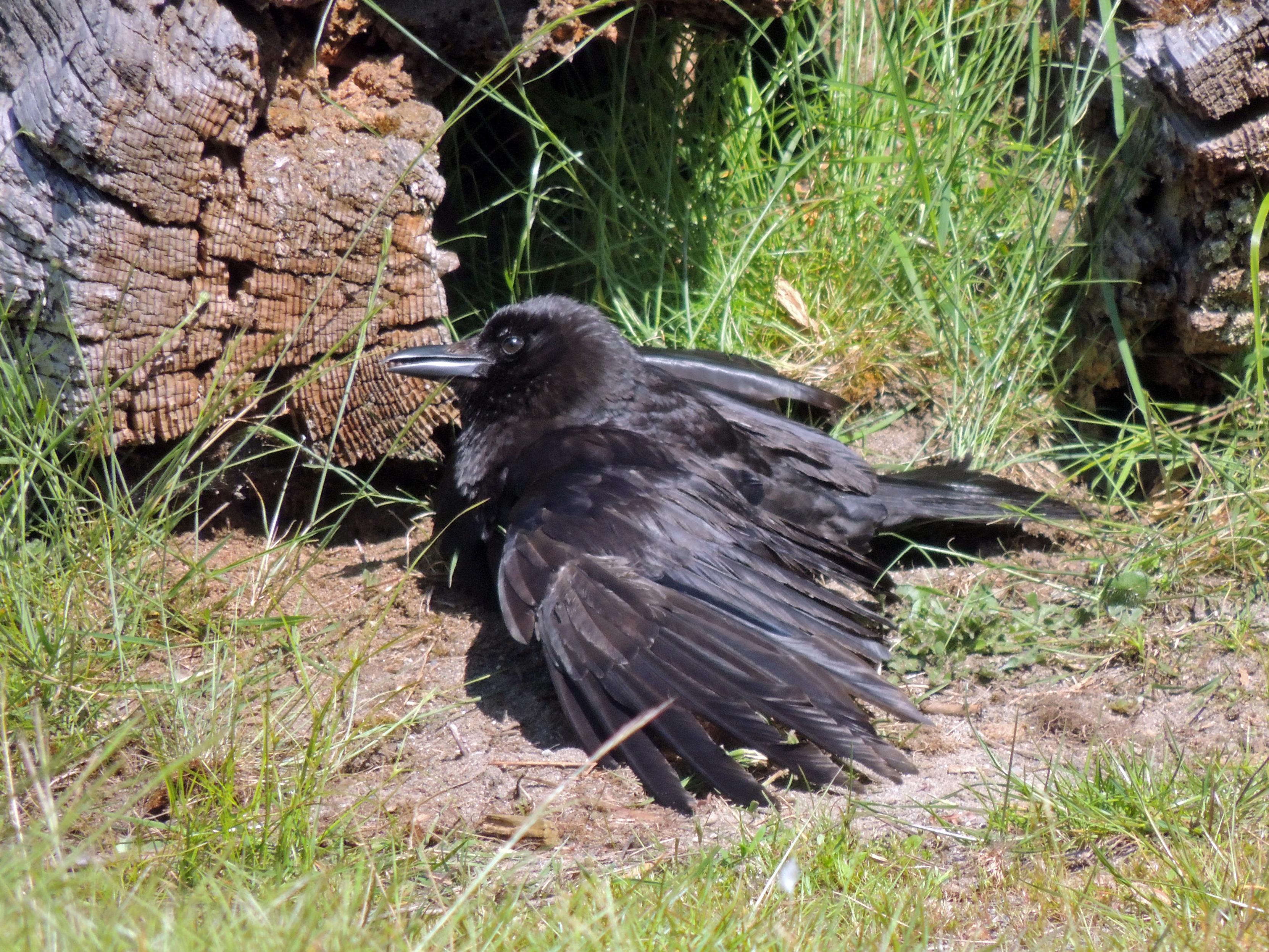 A fledgling crow lays down with wings open, sun bathing for enjoyment.
