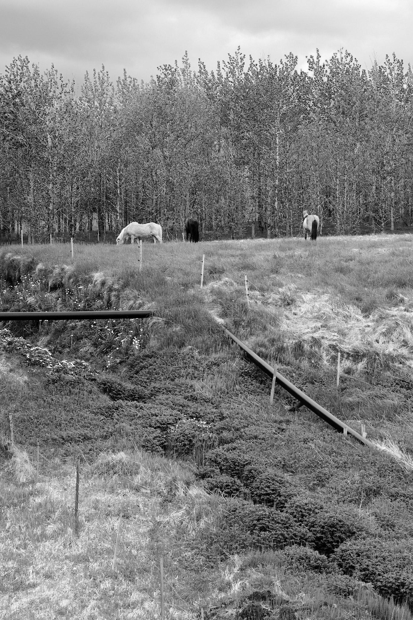 A black and white photo of a group of horses grazing. Trees line up behind them. A pipe runs through a ditch below them