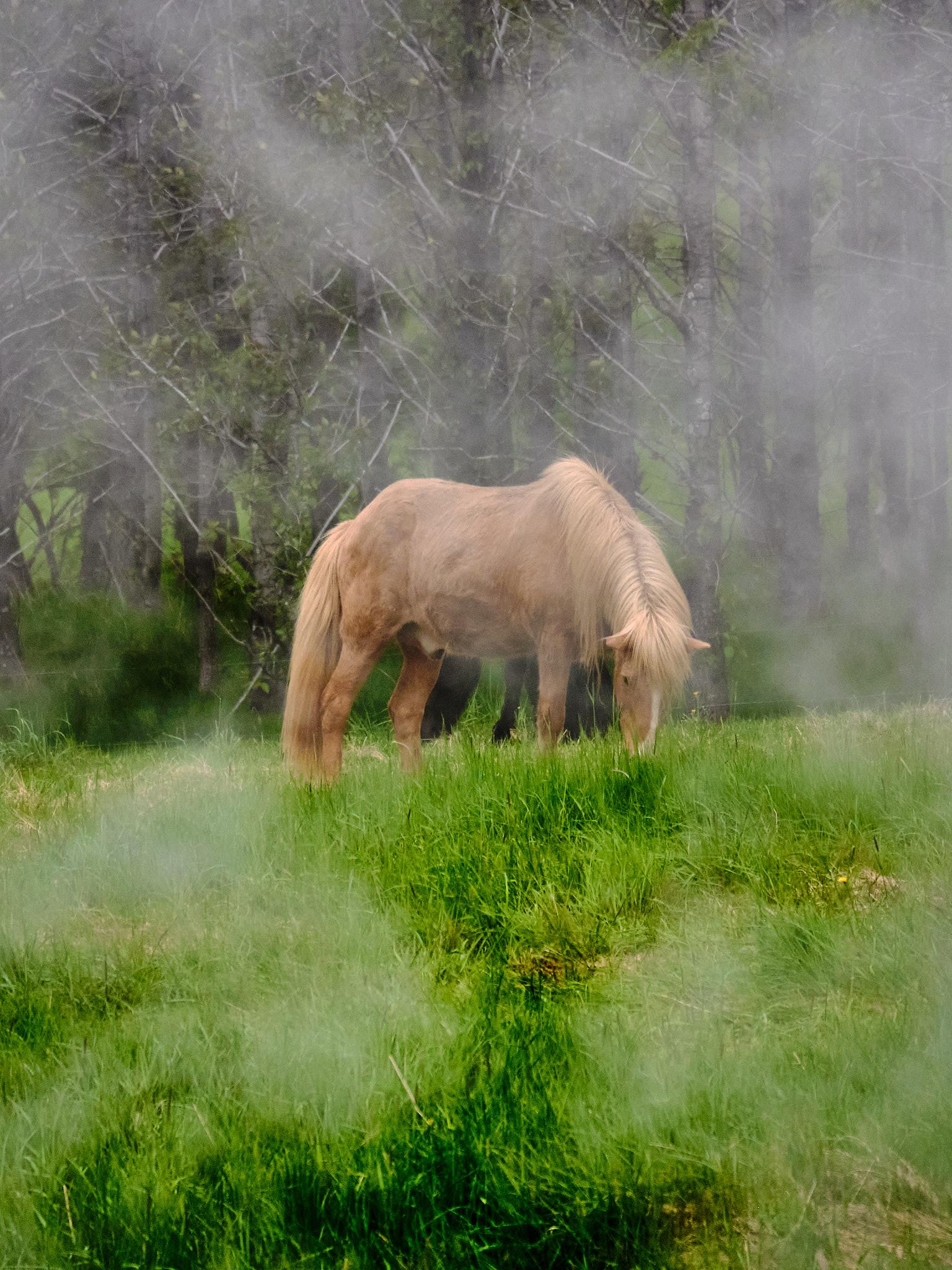 A ginger(?) horse grazing. Steam from a geothermal well wafts past.