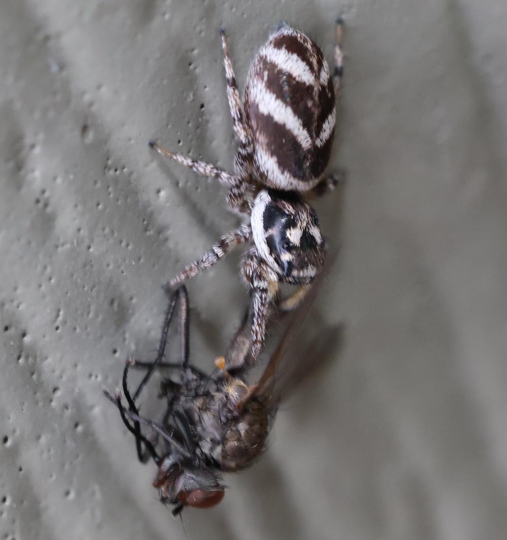 Salticus scenicus