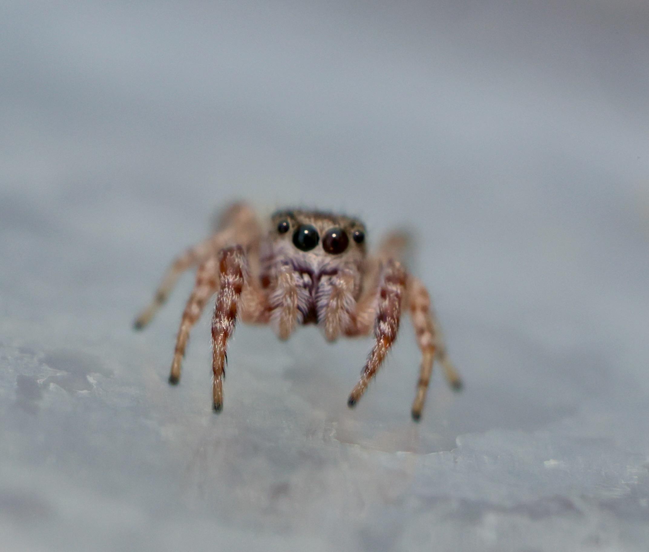 Pelegrina proterva