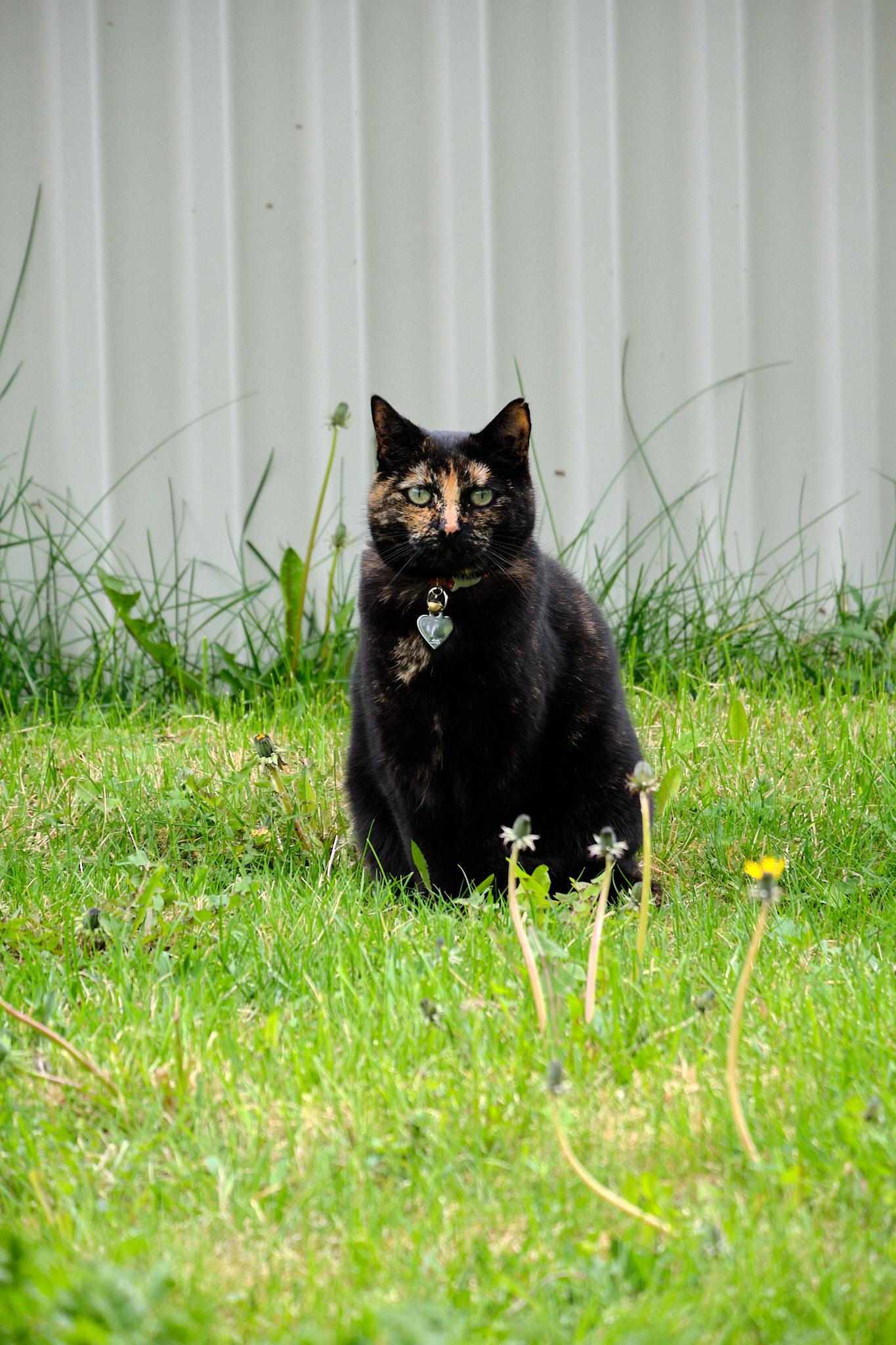 A tortoiseshell cat sitting on a lawn staring at the photographer