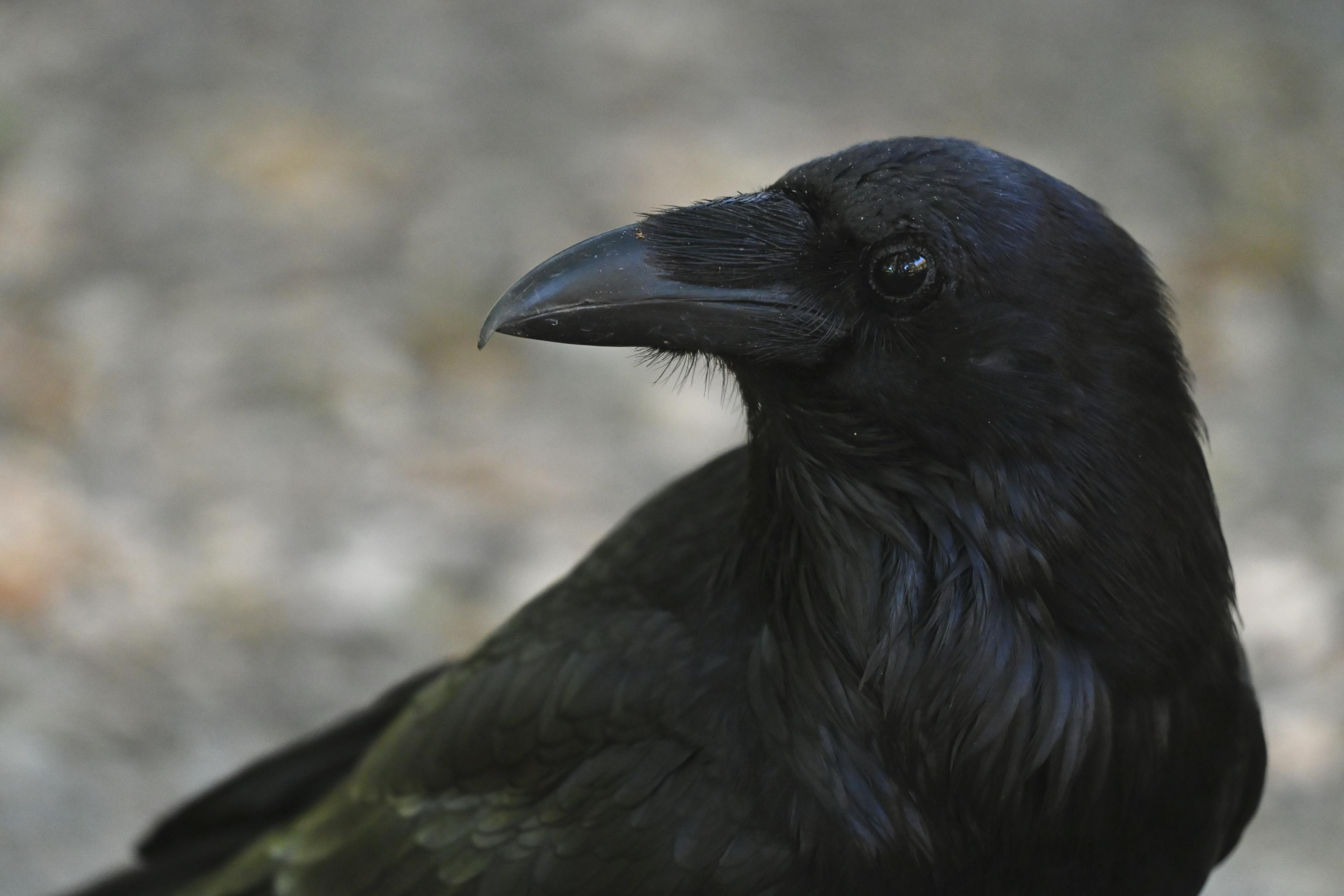 A closeup image of a Common raven