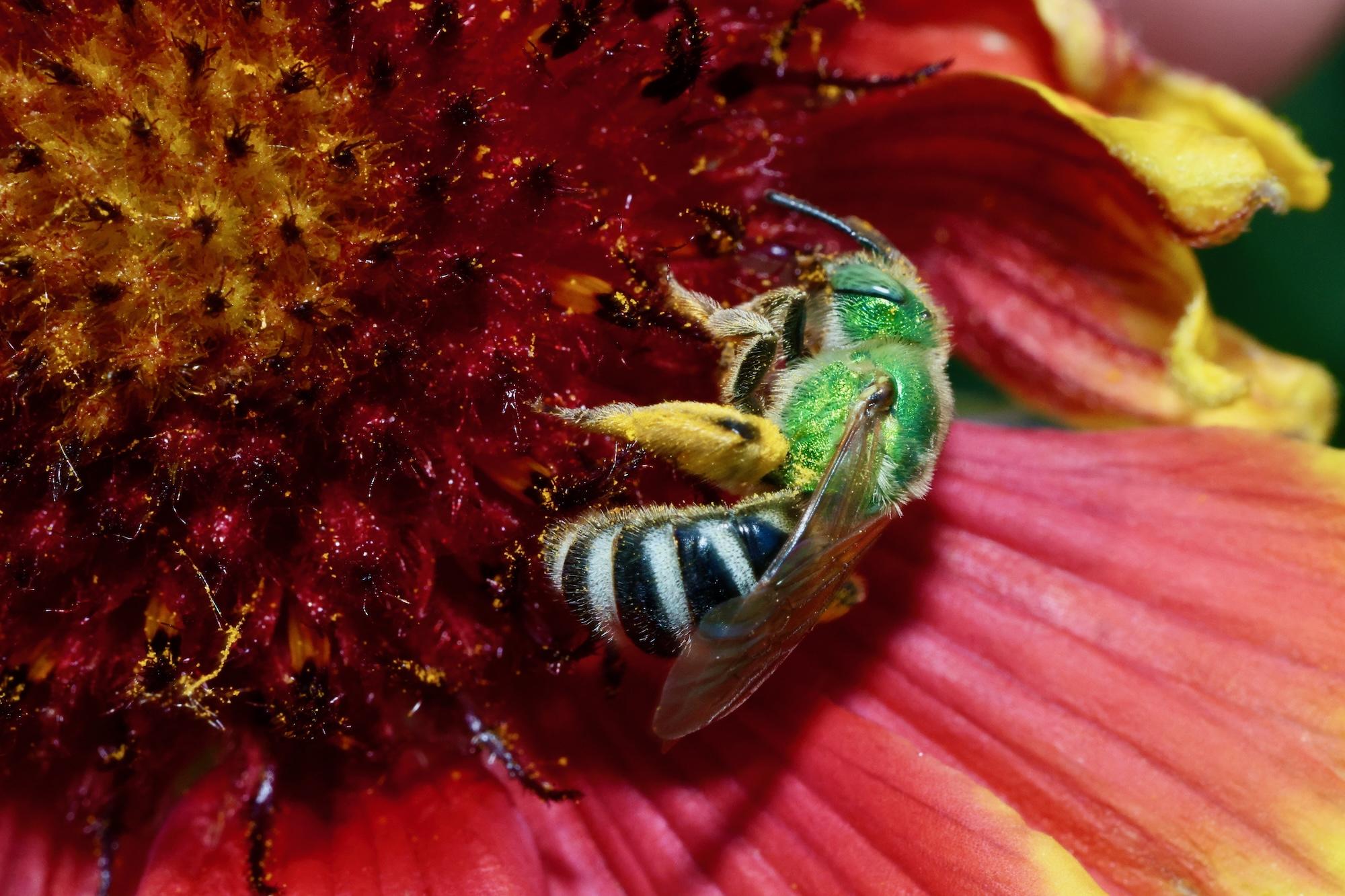 sweat bee