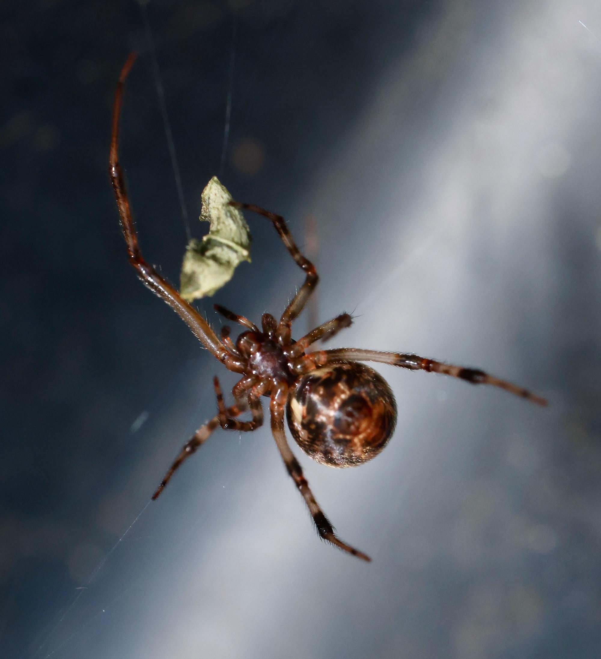 parasteatoda