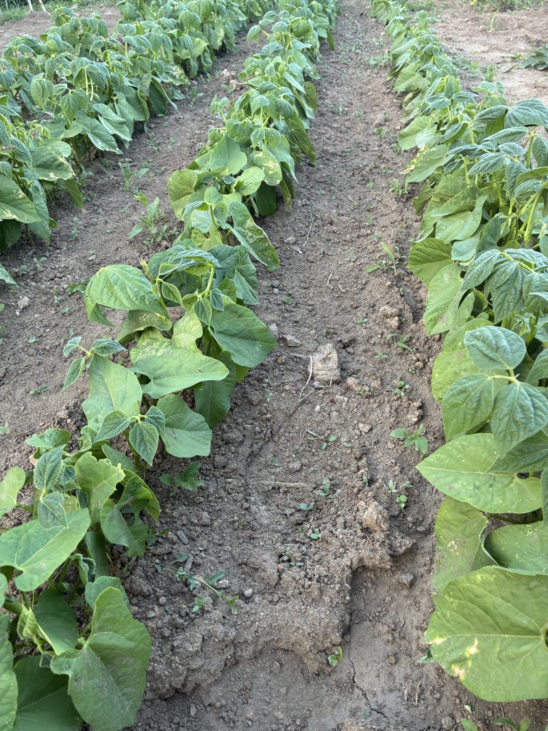 Bean seedlings
