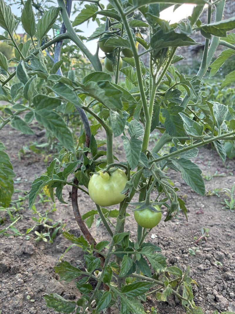 Tomatoes