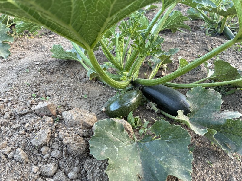 Courgette plants