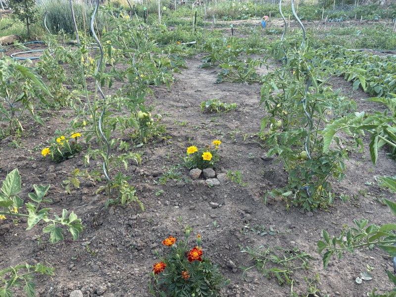 Tomato plants, with flowers between them