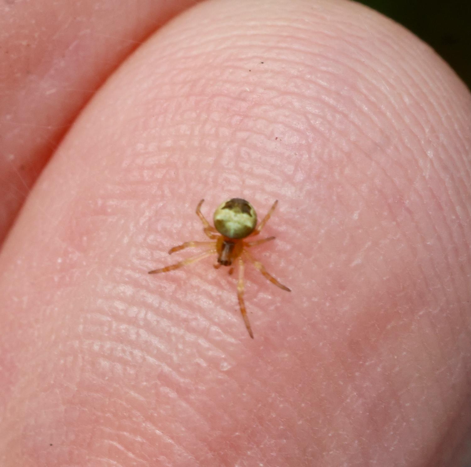 spider on my finger