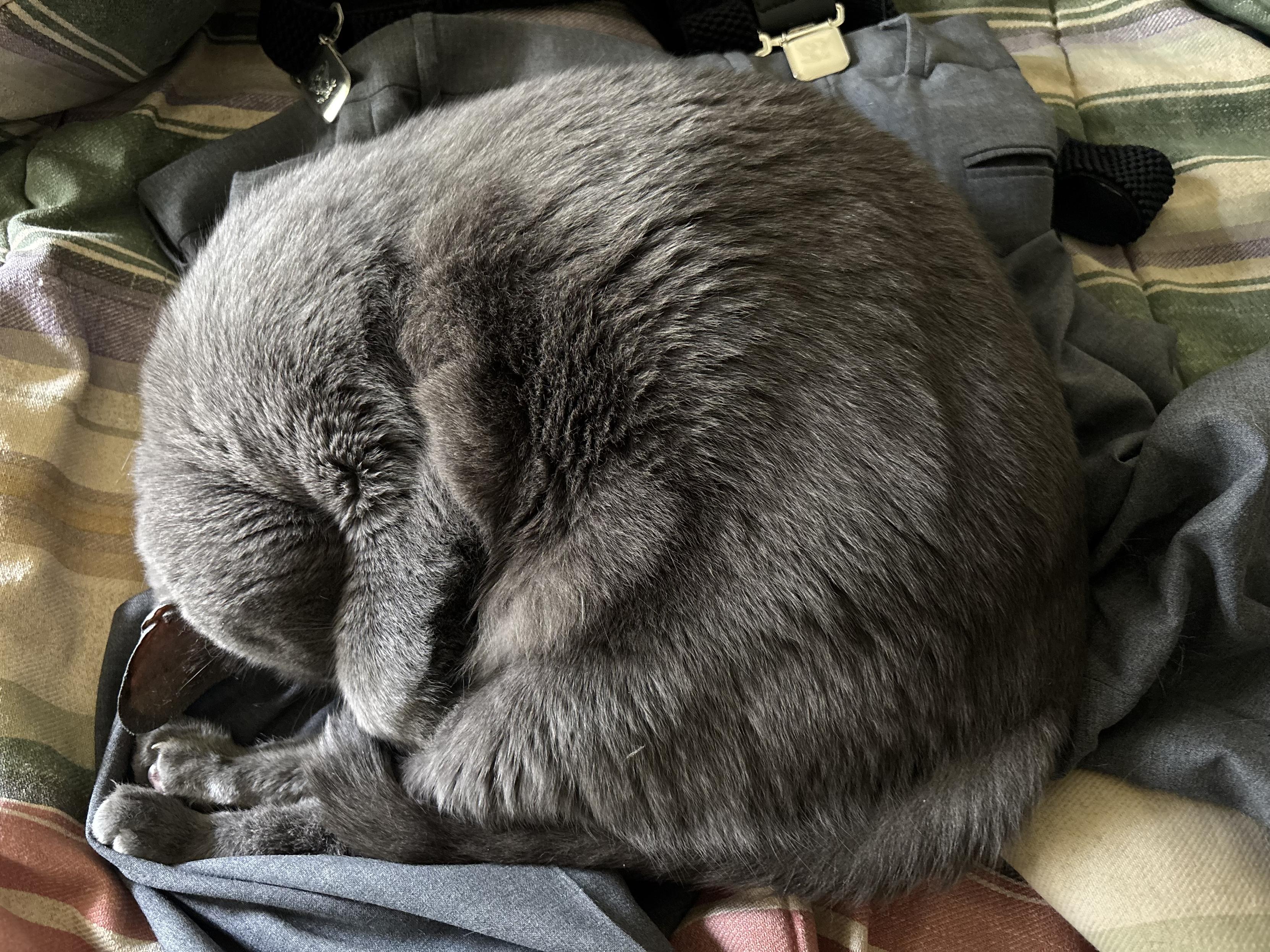 grey can sleeping on it’s side & covering it’s eyes