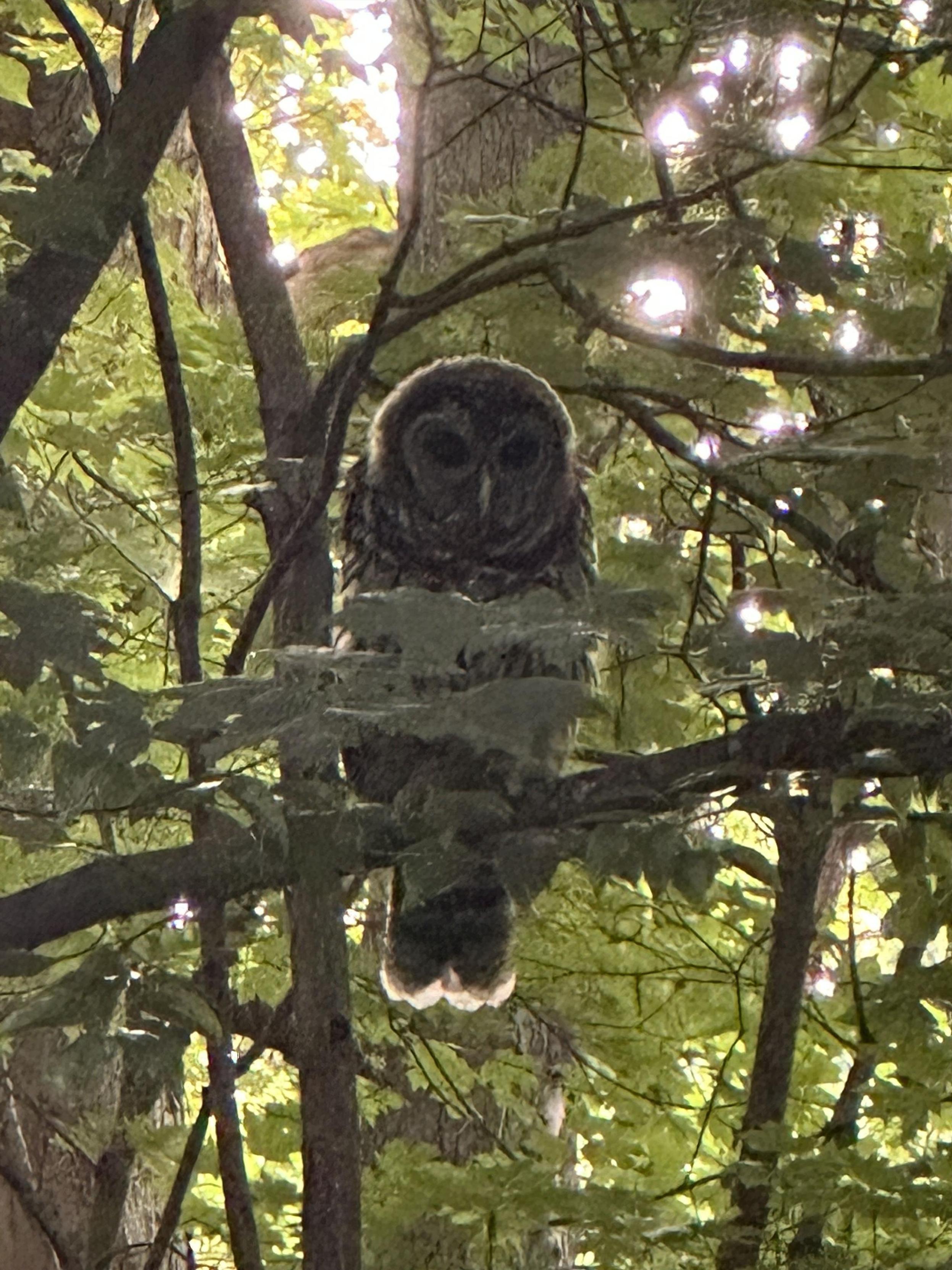 A large owl in a tree in the woods during the day
