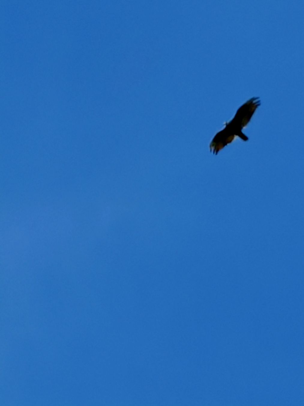 A turkey vulture with its wing spread coasting against a blue sky.