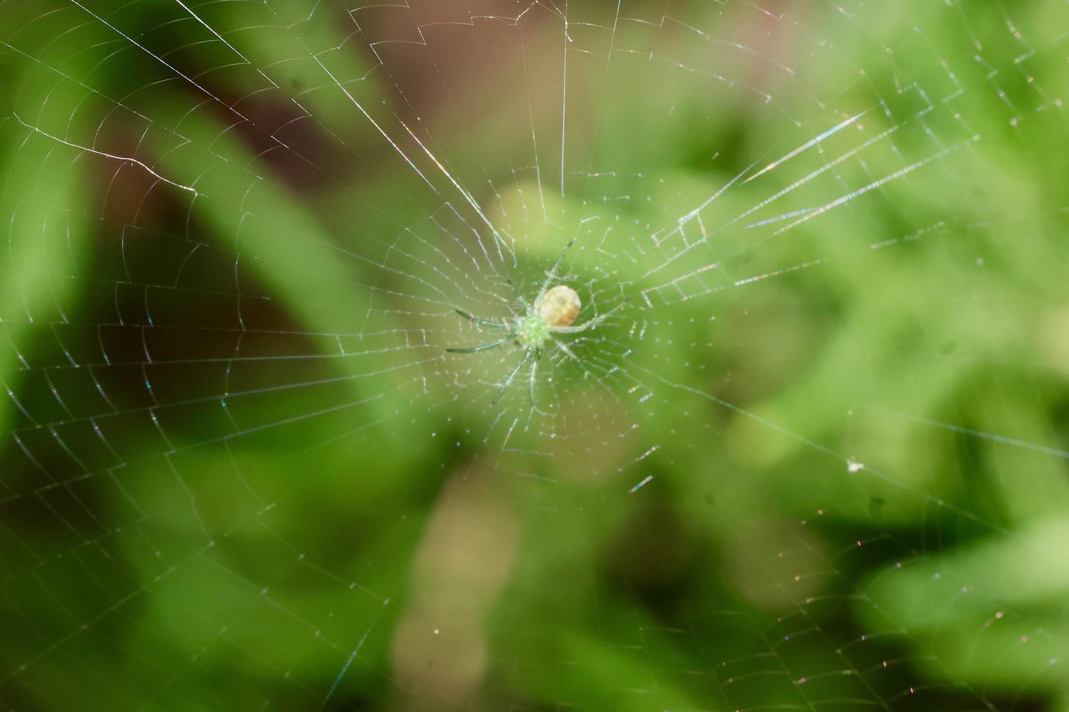 little orb weaver