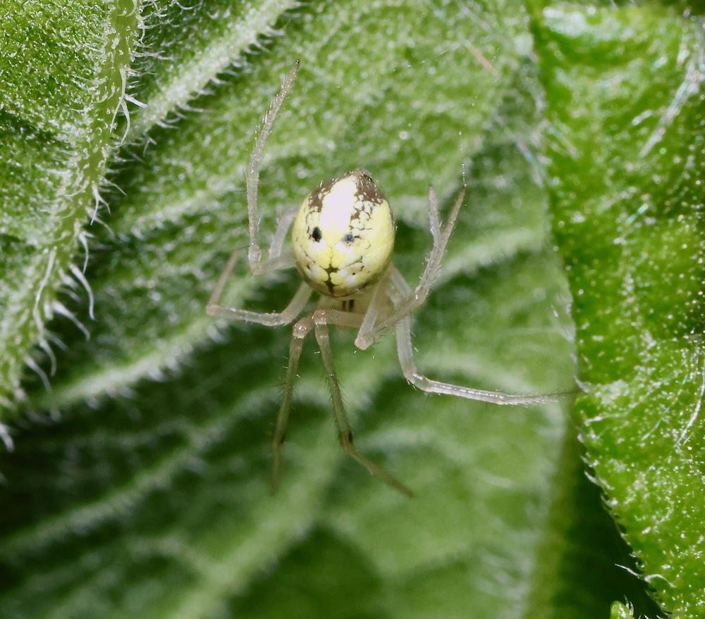 eastern cobweaver