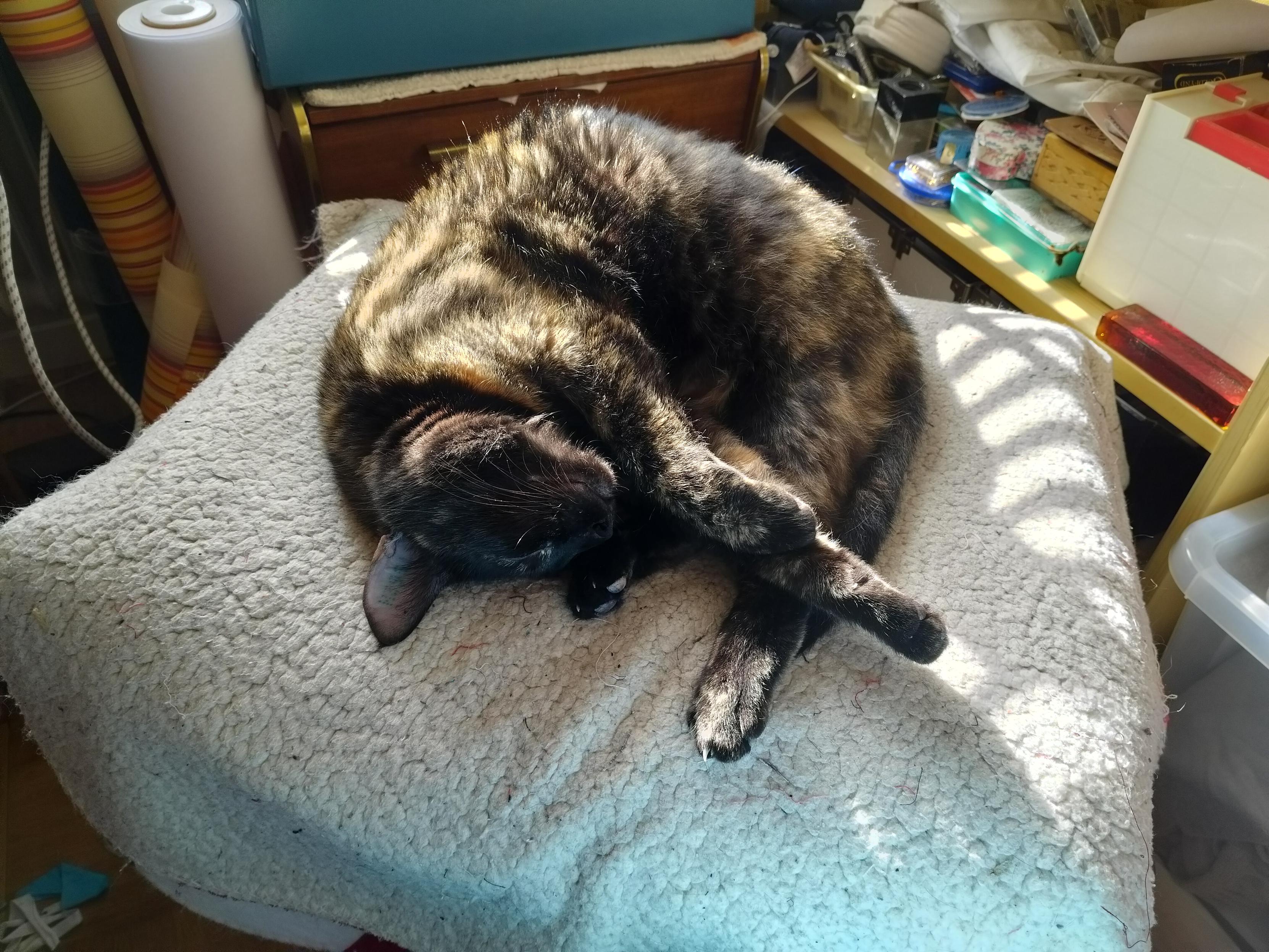 a tortoiseshell cat is curled up on a chair with a fluffy blanket on it. her head is upside down and her paws are outstretched. she is in a sunbeam coming through the window blinds.