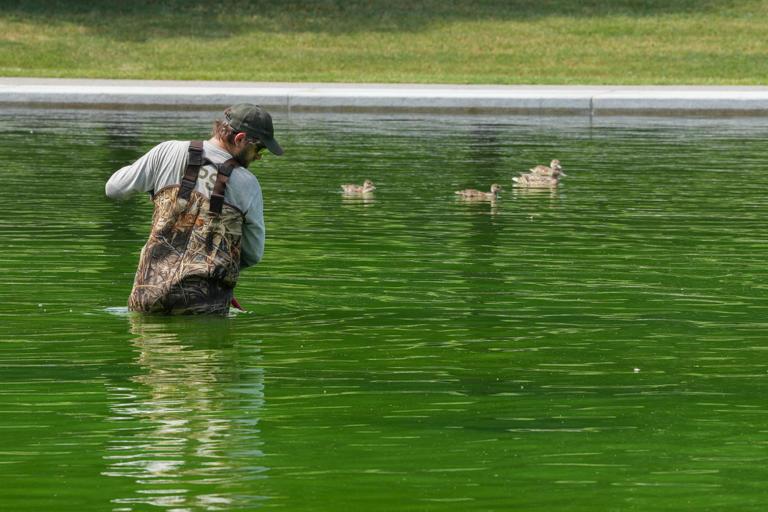 Our toxic green reflecting pool