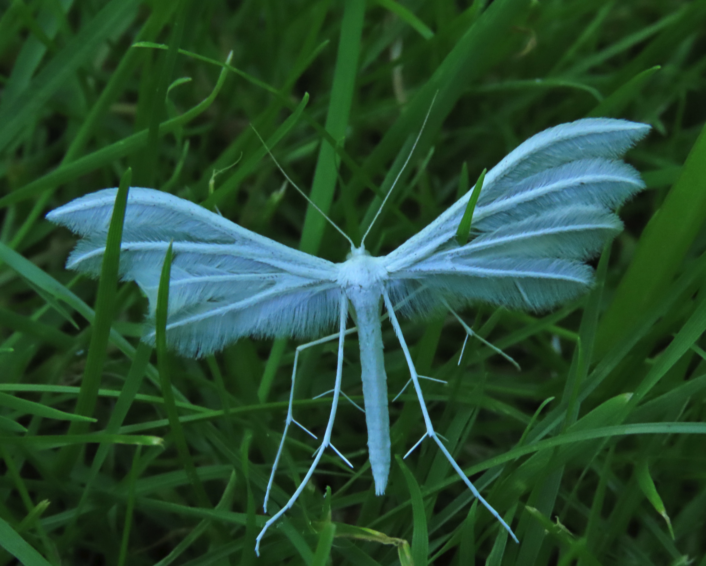 A white insect rests in the grass. It's a moth, but each wing is made of four feather like spines. It's legs look like branches.
