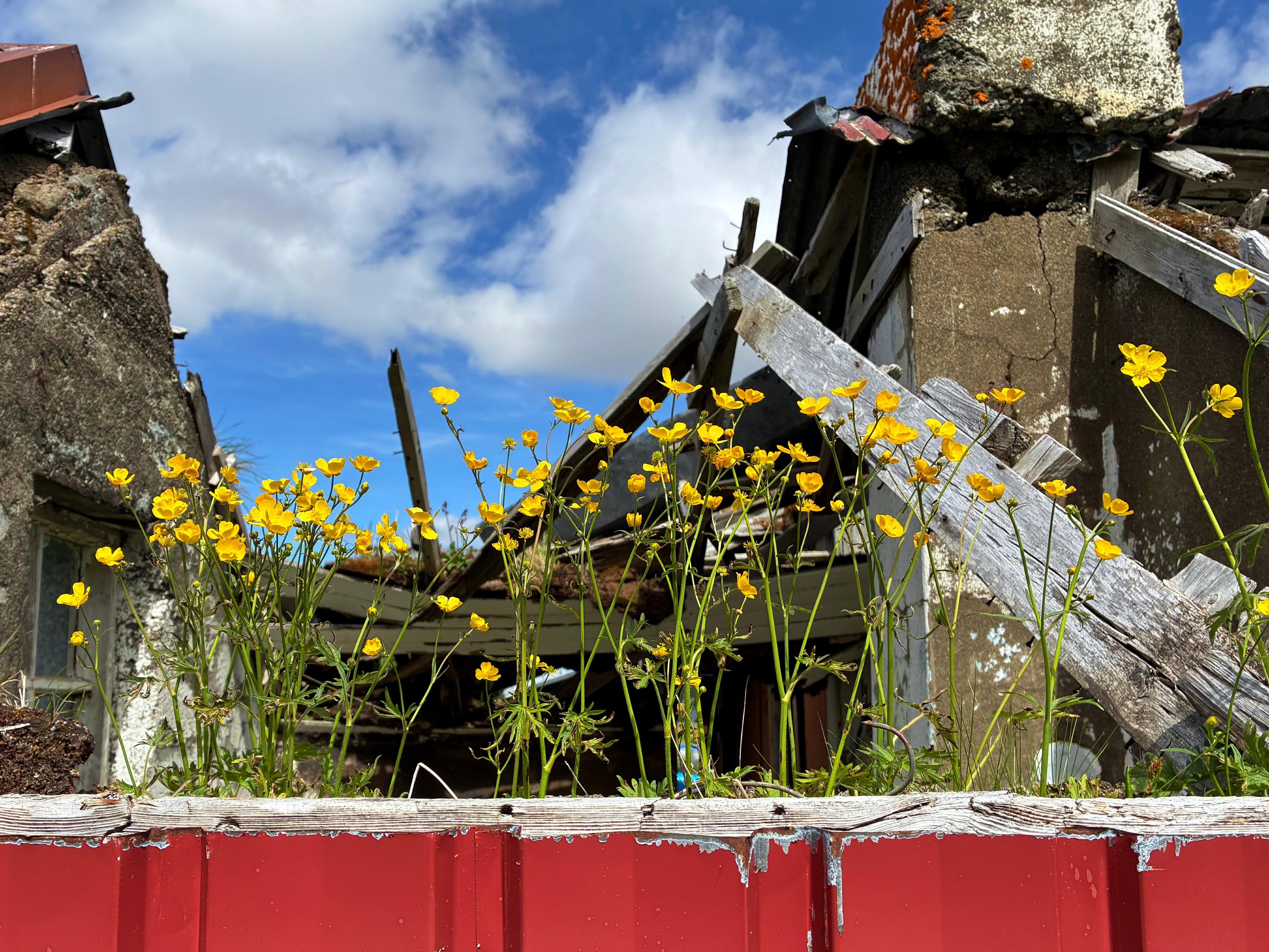 Flowers growing on an abandoned house.