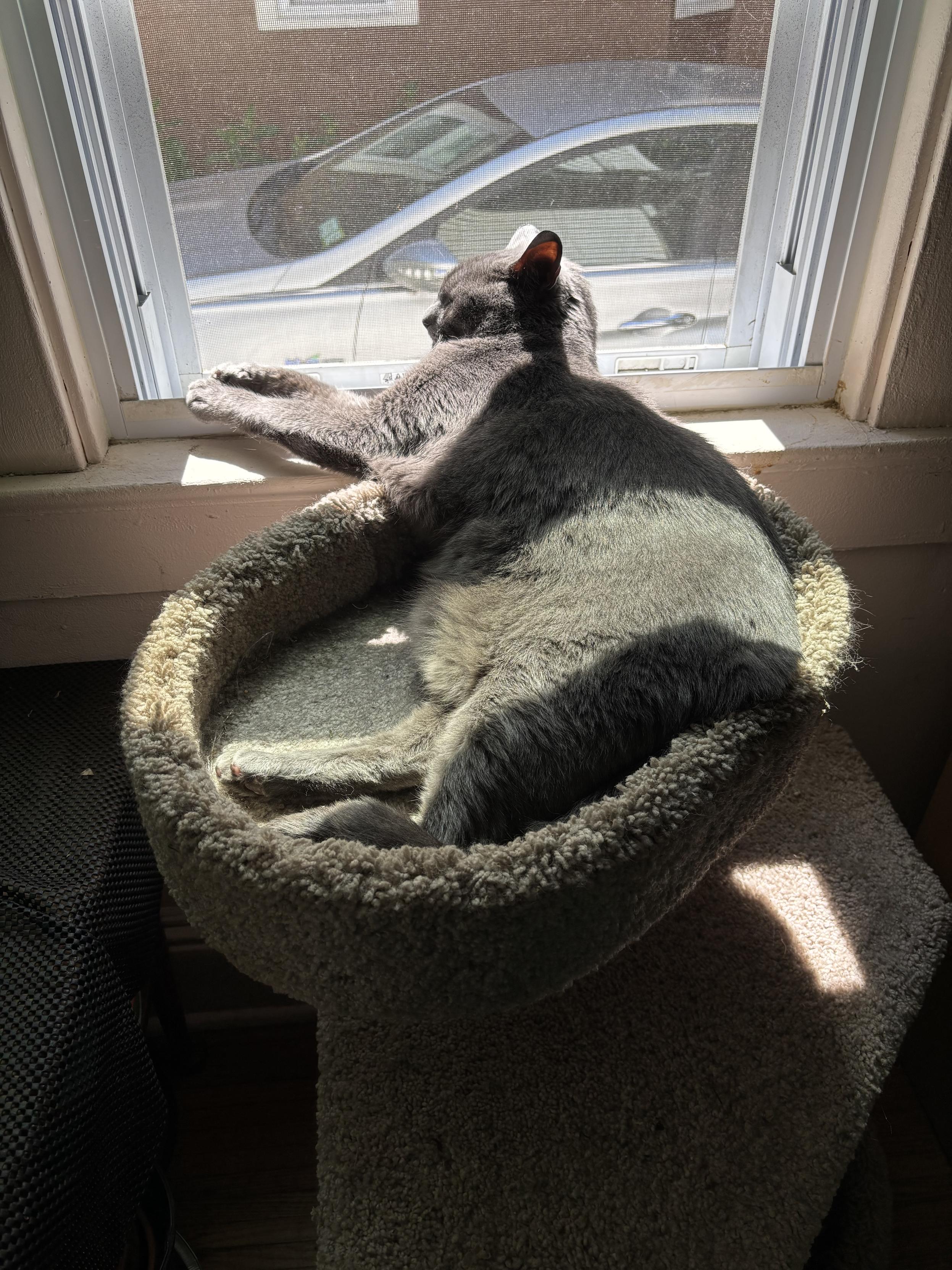 grey cat in sunshine ☀️ in cat-tree in window
