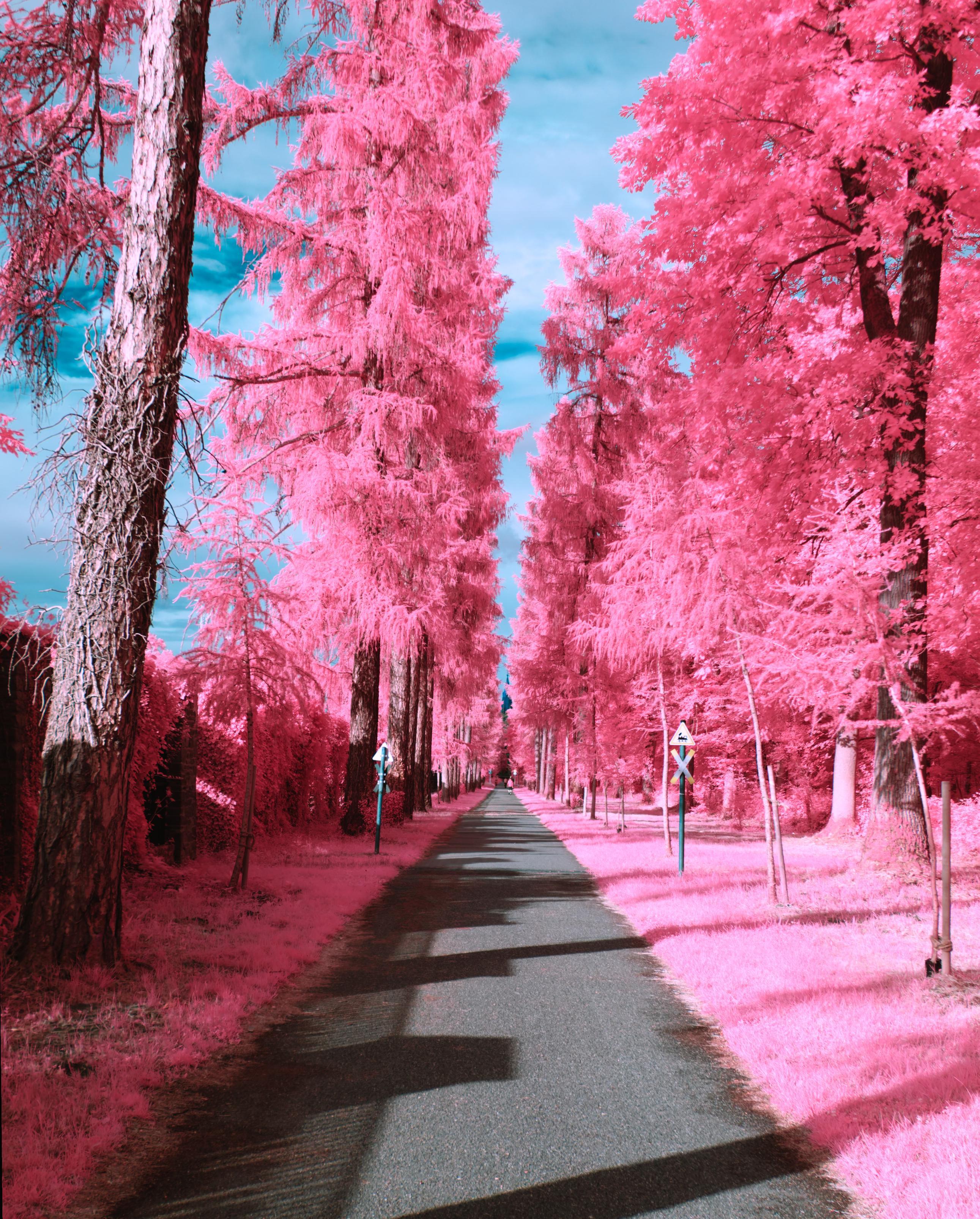 A photo down a path lined with tall pink trees. A small train line crosses the path, in the far distance a church rises into the sky. All leaves are very pink