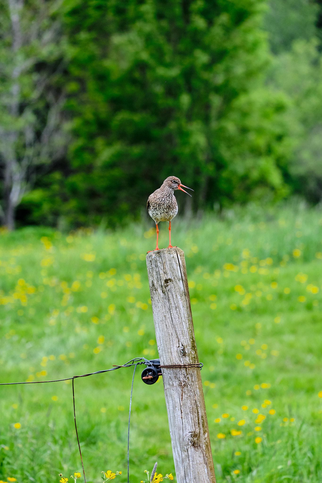 A common redshank, a smallish wading bird, perches on a fence post and objects to the photographer